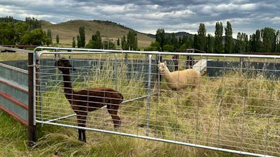 Hasnain Farm