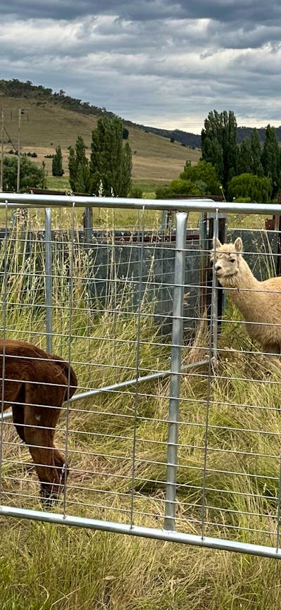 Hasnain Farm