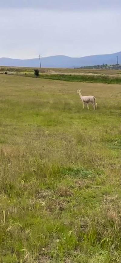 Hasnain Farm
