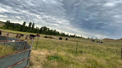 Hasnain Farm