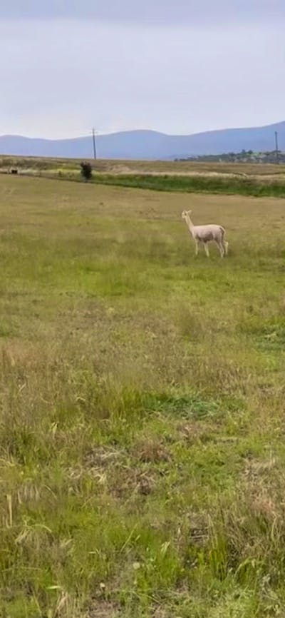 Hasnain Farm