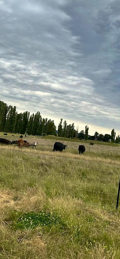 Hasnain Farm
