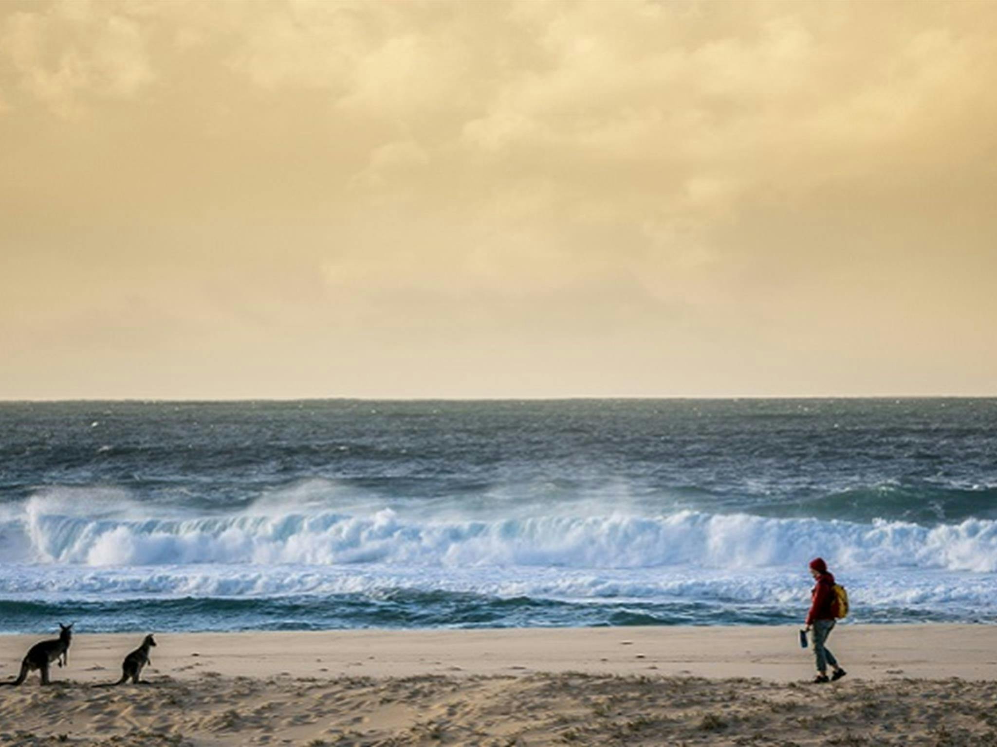 A person on the beach pauses when they see some wallabies, Haycock Point picnic area, Beowa National