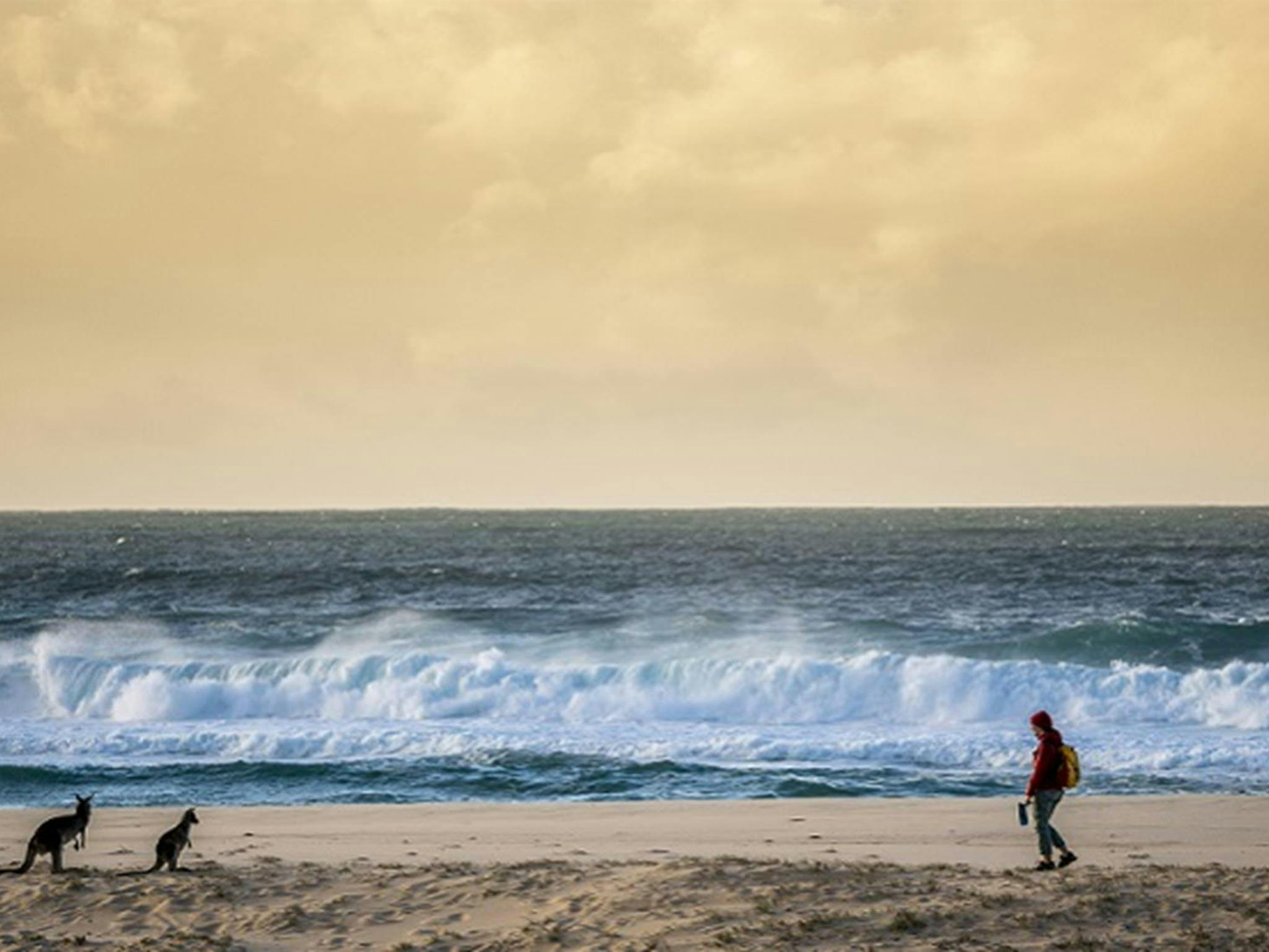A person on the beach pauses when they see some wallabies, Haycock Point picnic area, Beowa National