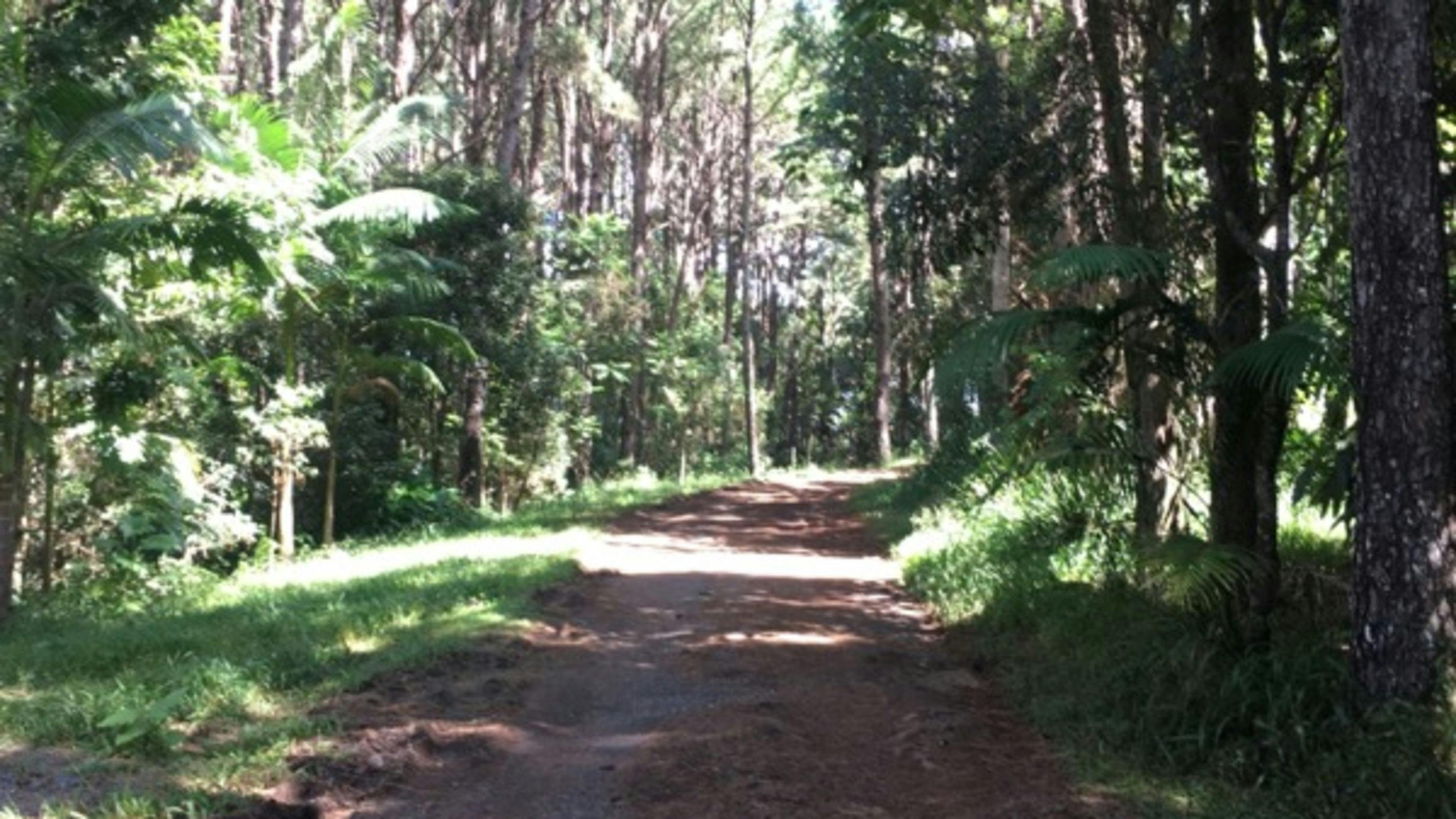 Driveway walk to the toilet 