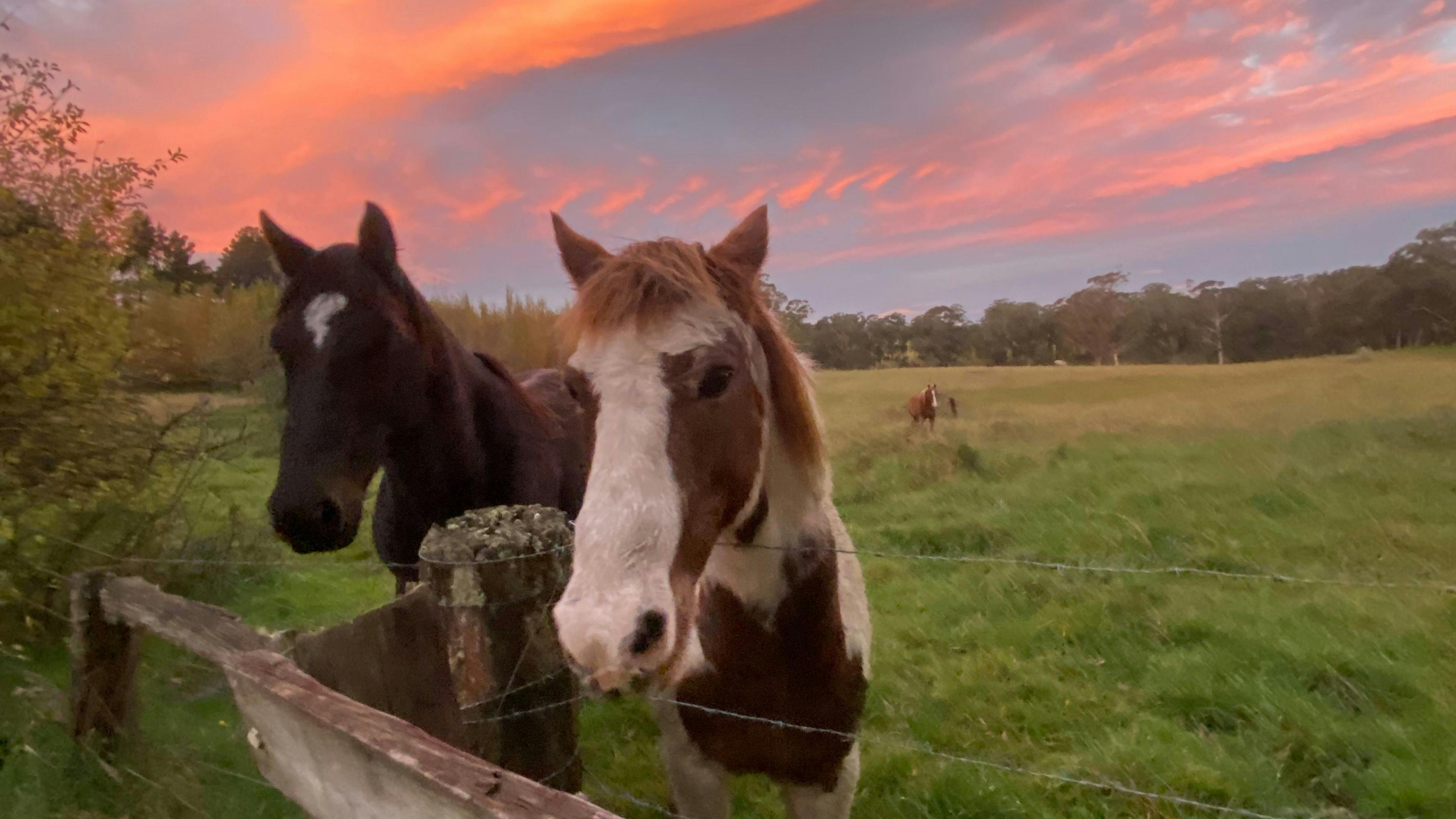 히든 브룩 사우스 하이랜드 NSW