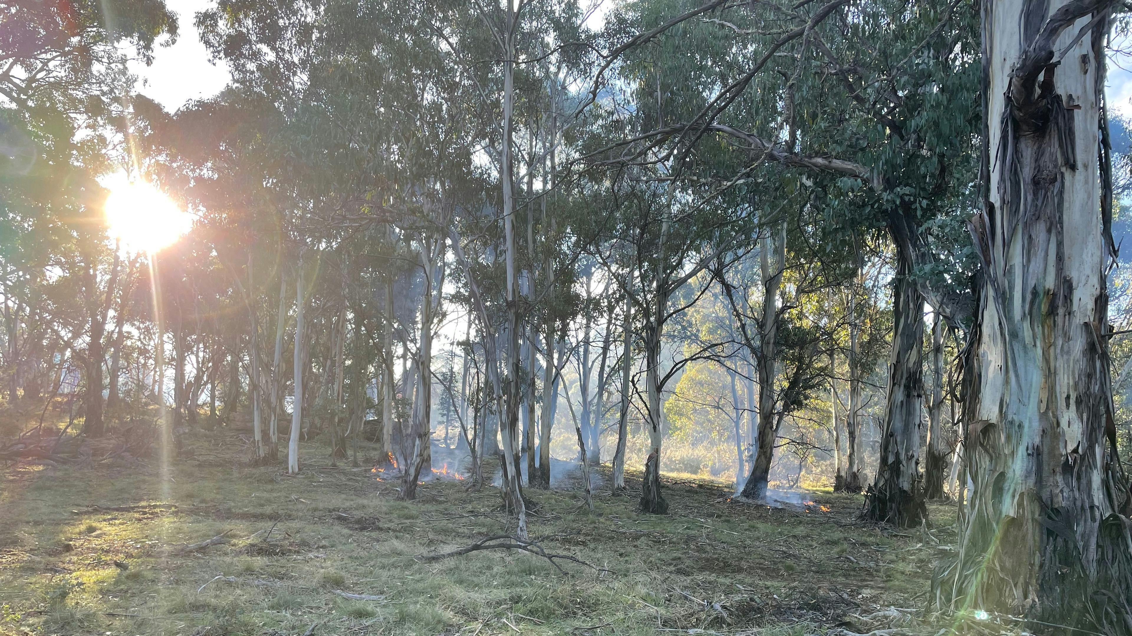 In the trees camping 