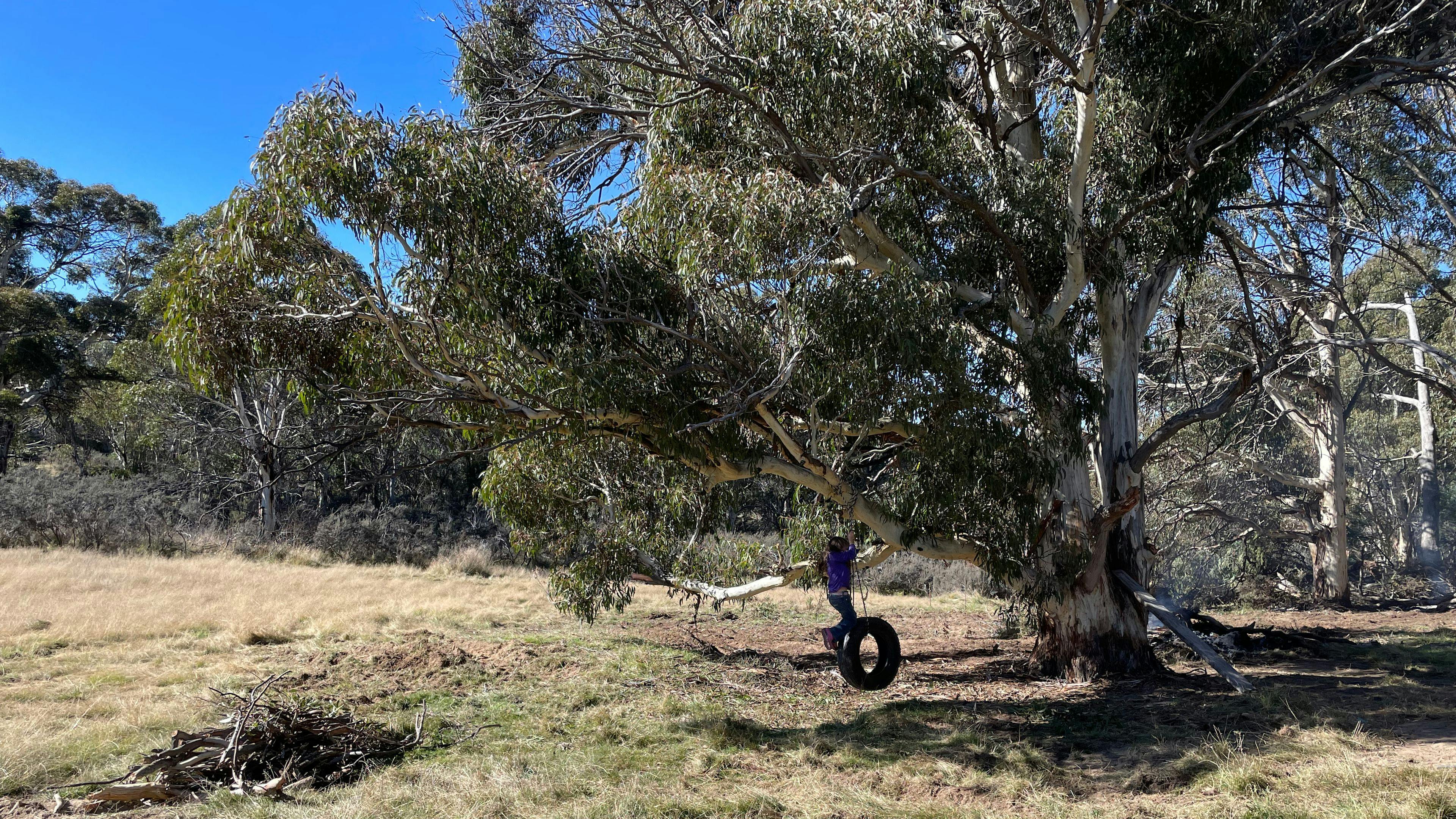 Tyre swing on the edge of the trees 