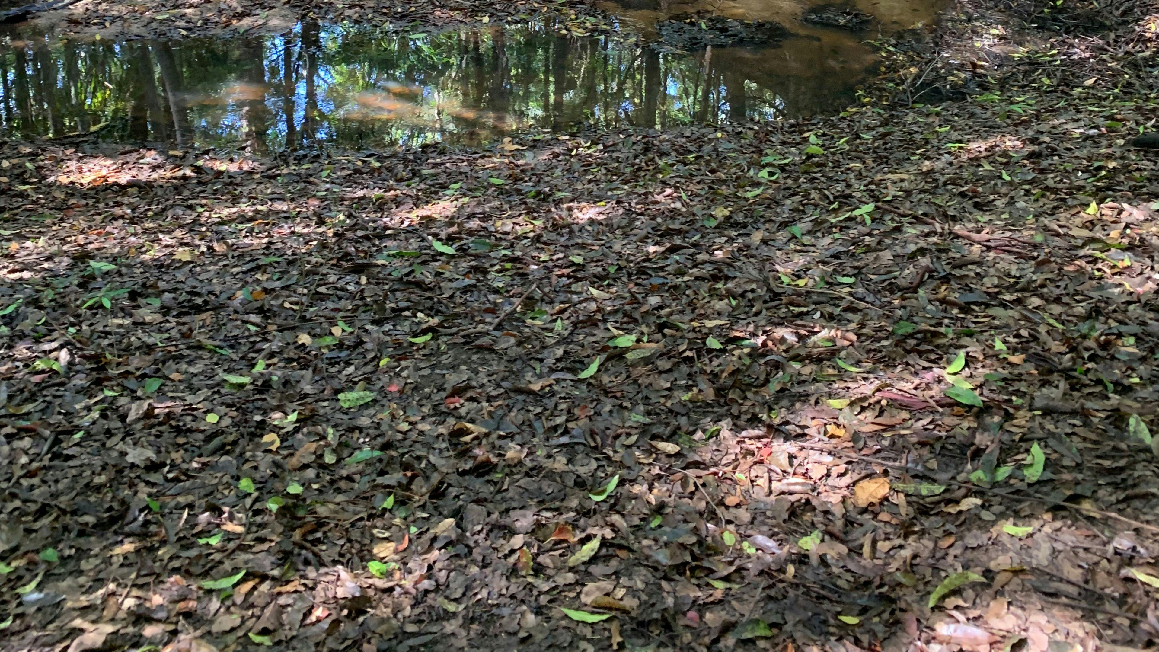 Highland Haven - Eudlo