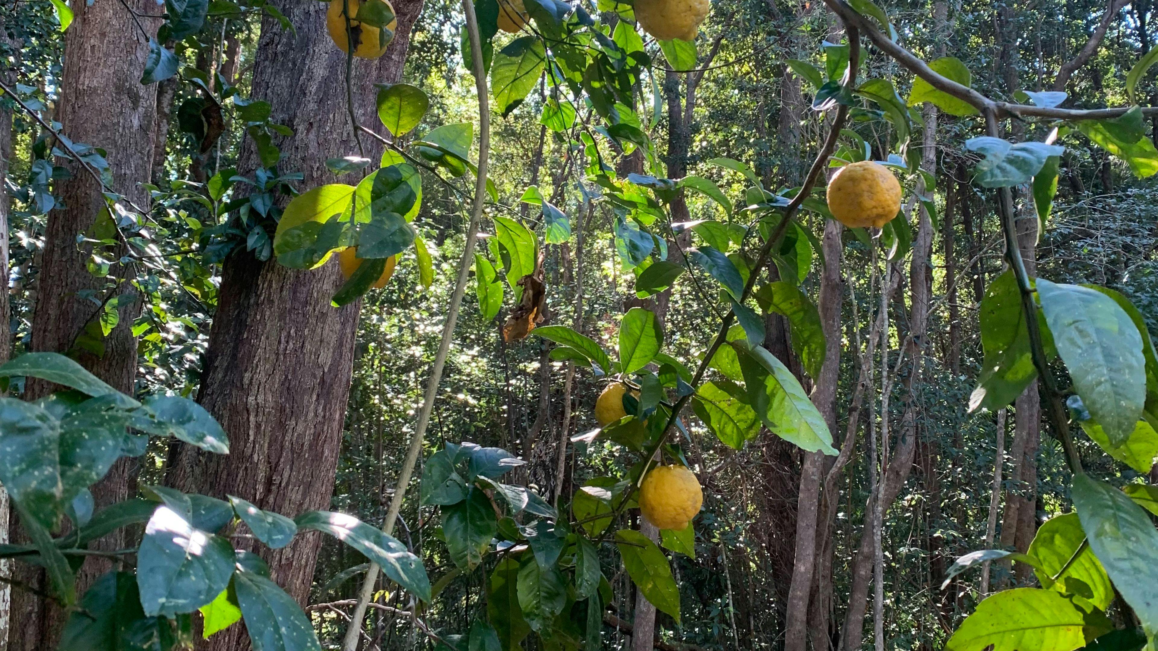 Highland Haven - Eudlo