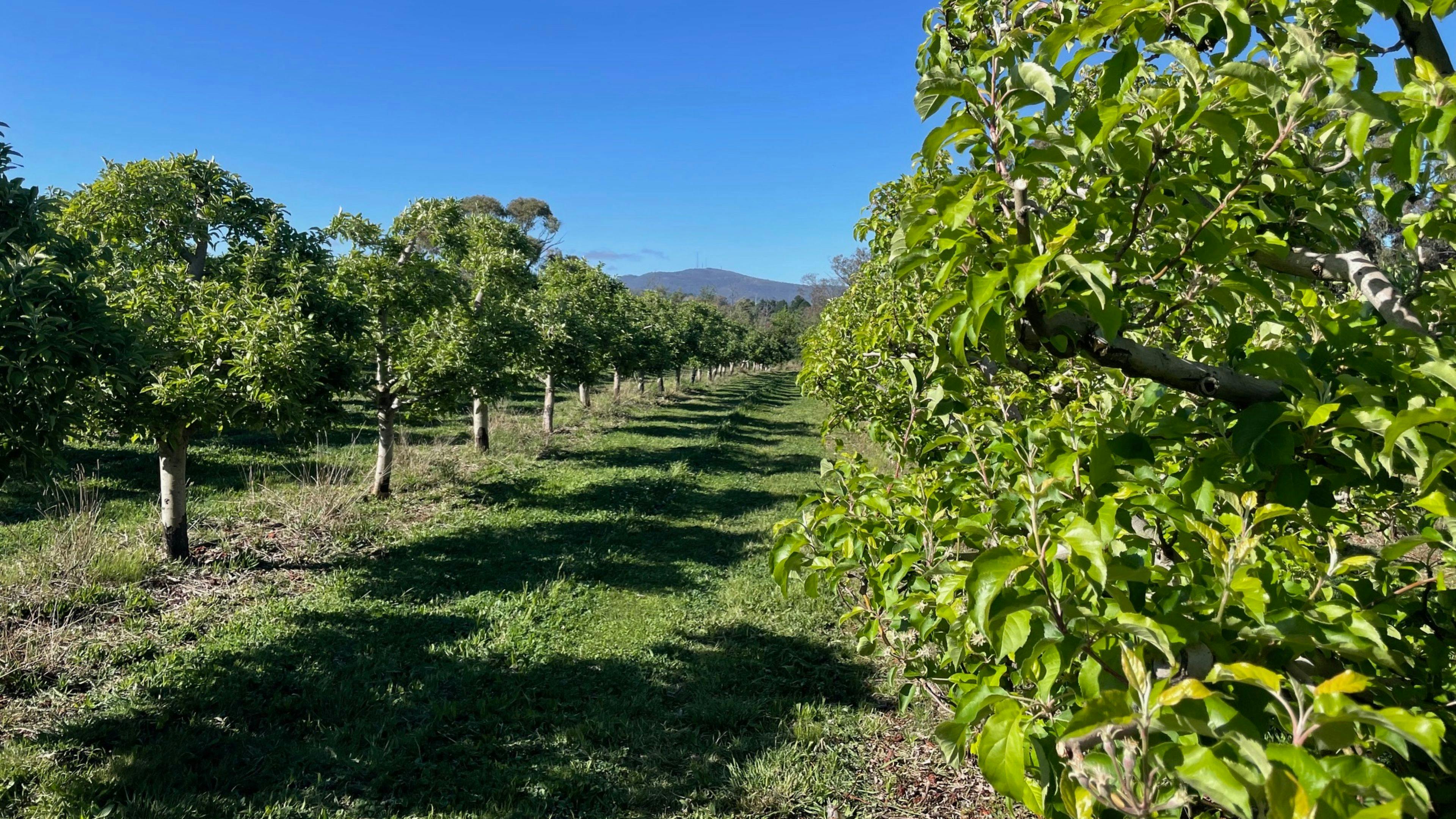 ヒルサイドハーベスト果樹園