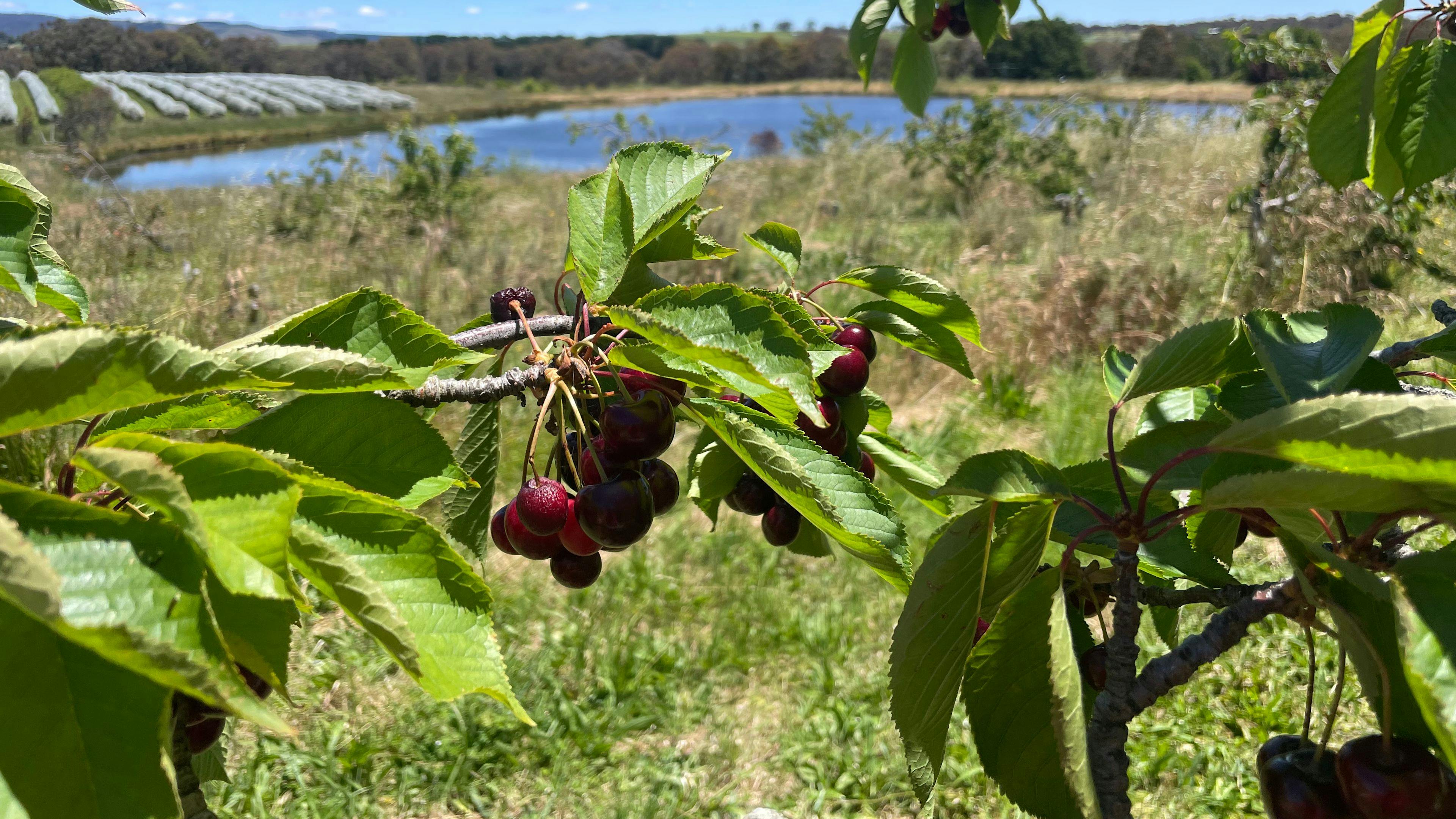 Hillside Harvest Orchard