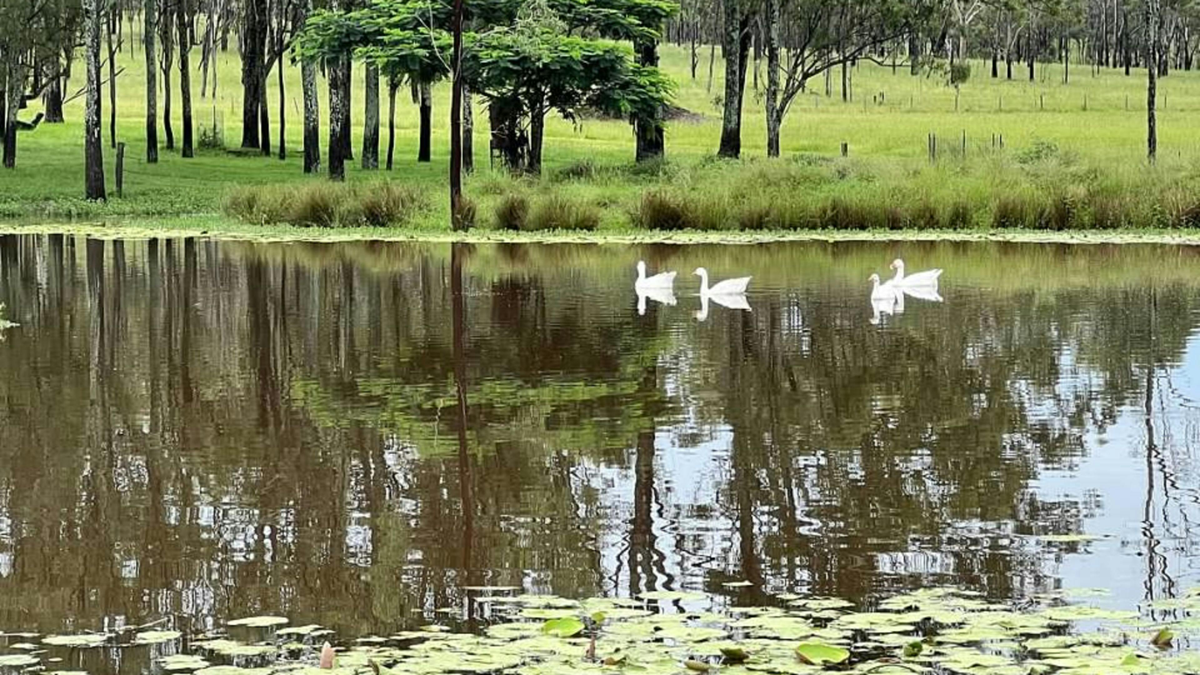 Funny Farm Frazerview