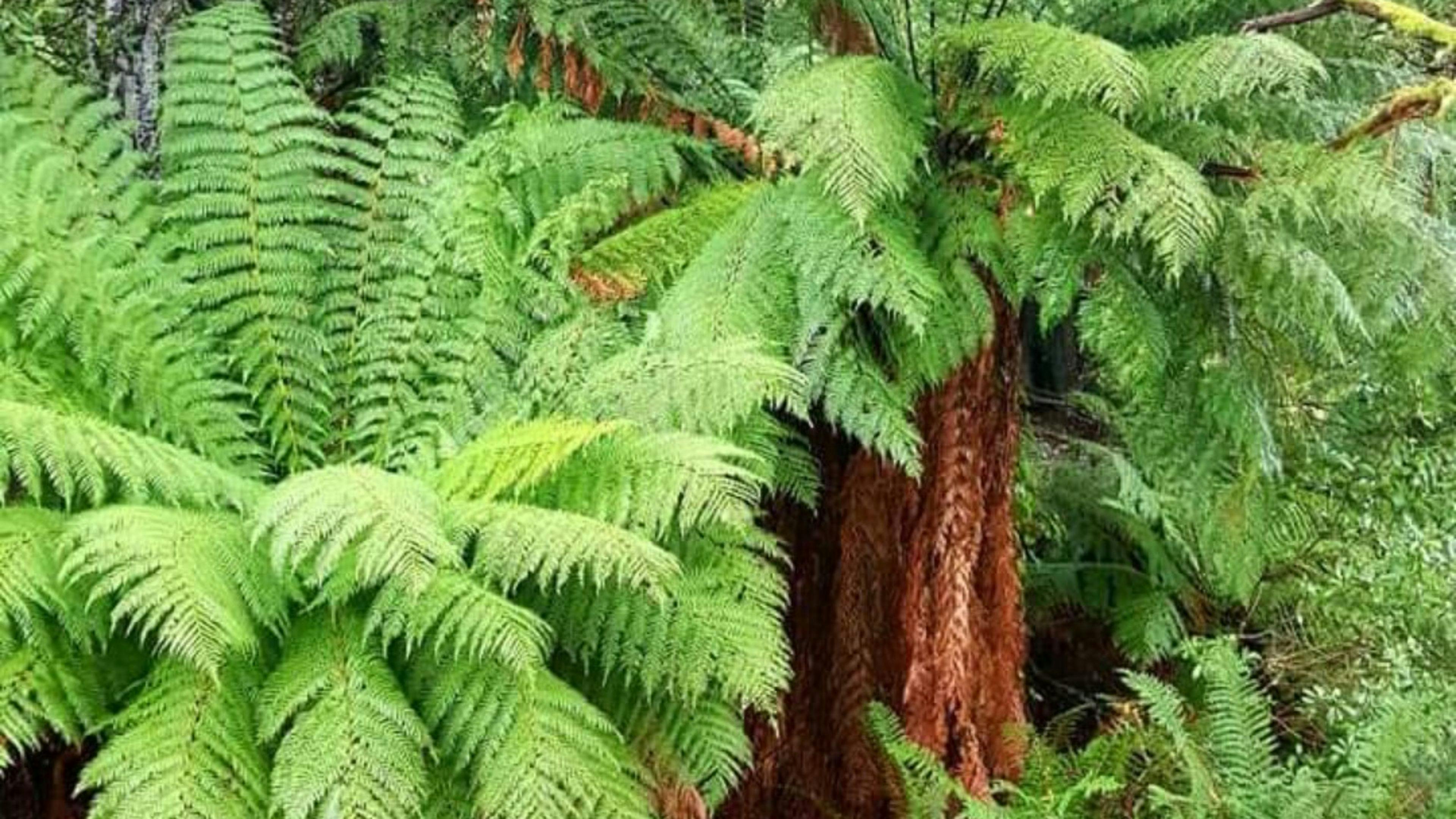 Jarek Springs Shangrila