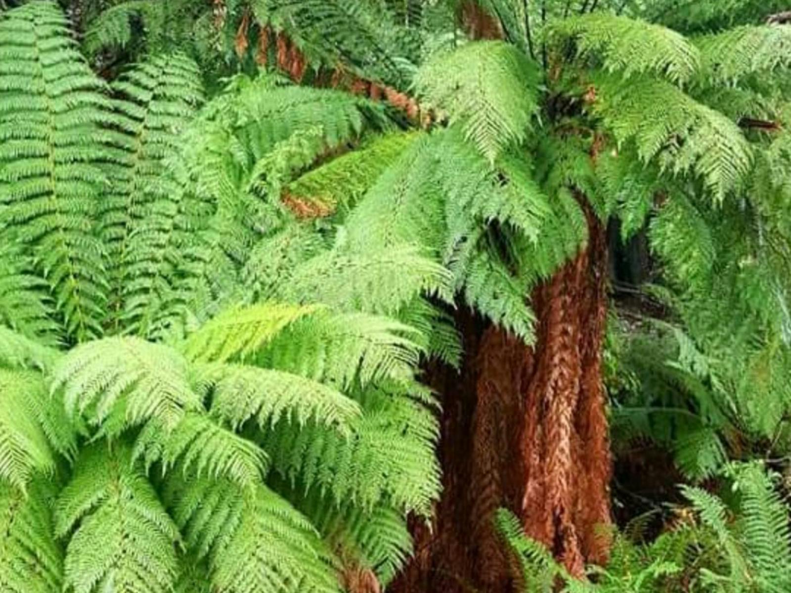 Jarek Springs Shangrila