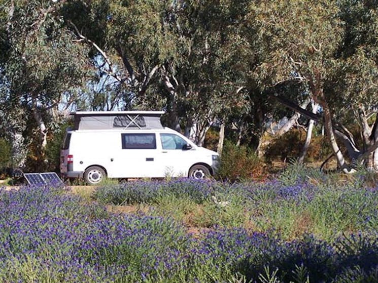 Homestead Creek Campground, Mutawintji Historic Site. Photo: Dinitee Haskard, OEH