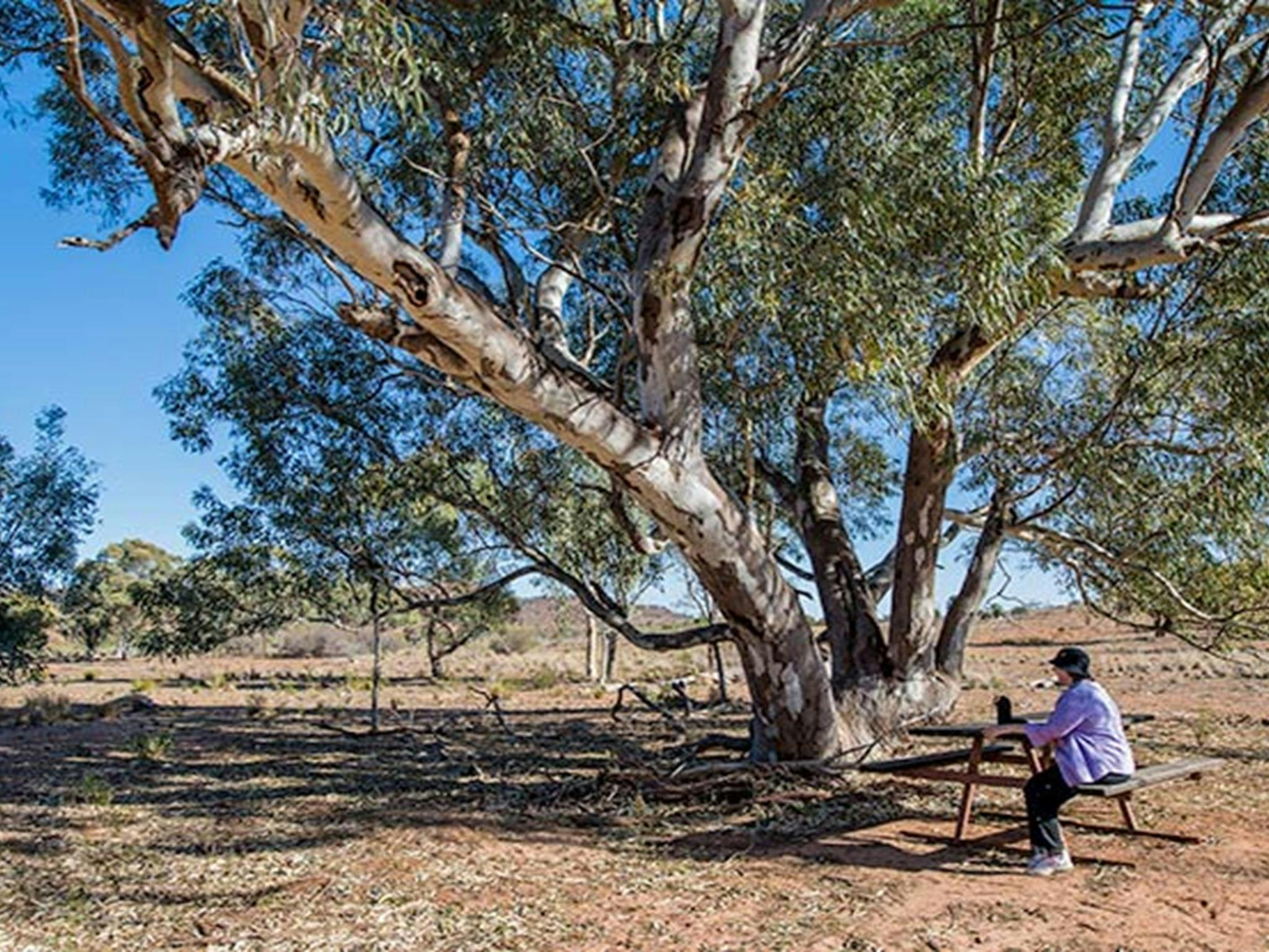 穆塔温吉国家公园家园溪野餐区。照片：约翰·斯宾塞