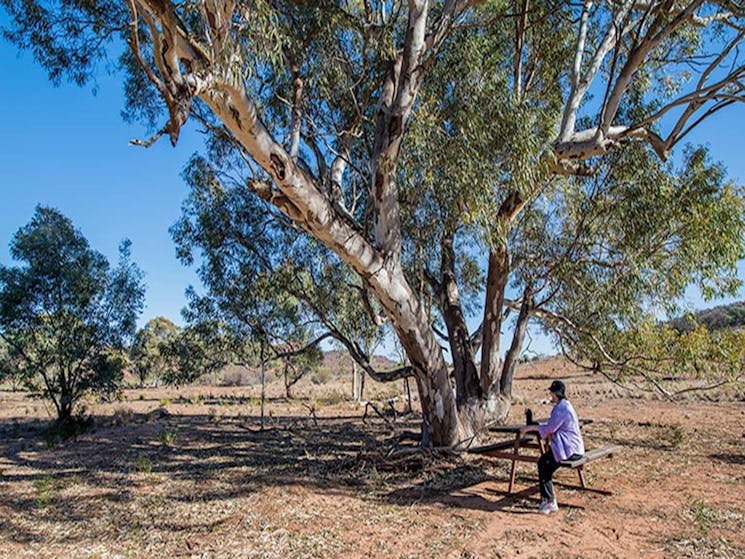 Homestead Creek picnic area, Mutawintji National Park. Photo: John Spencer