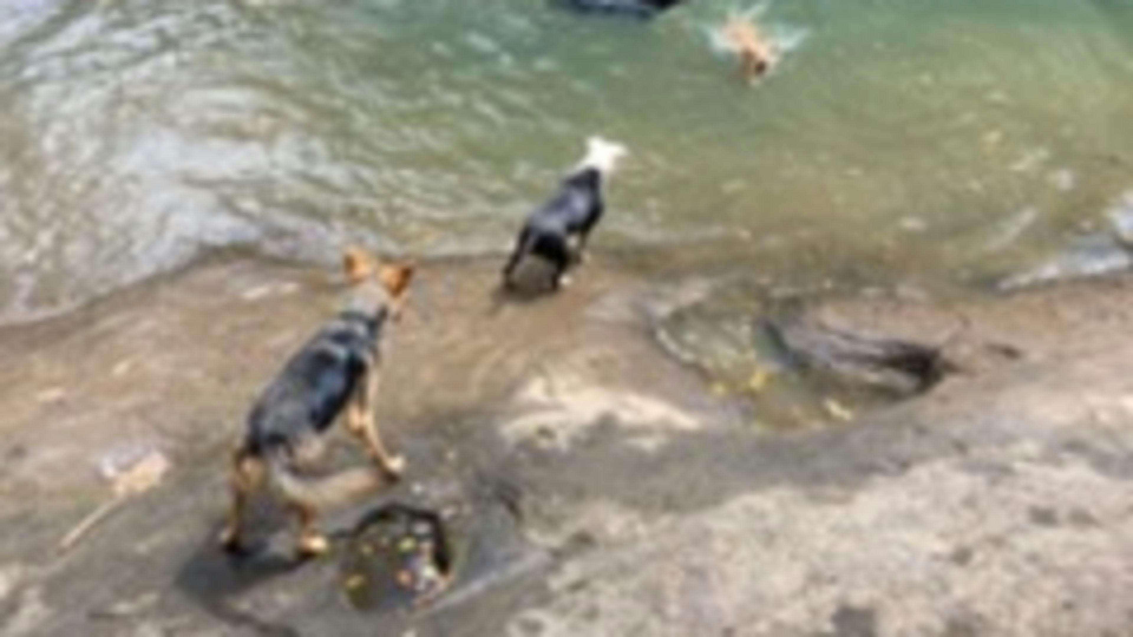 호핑 딕의 은신처