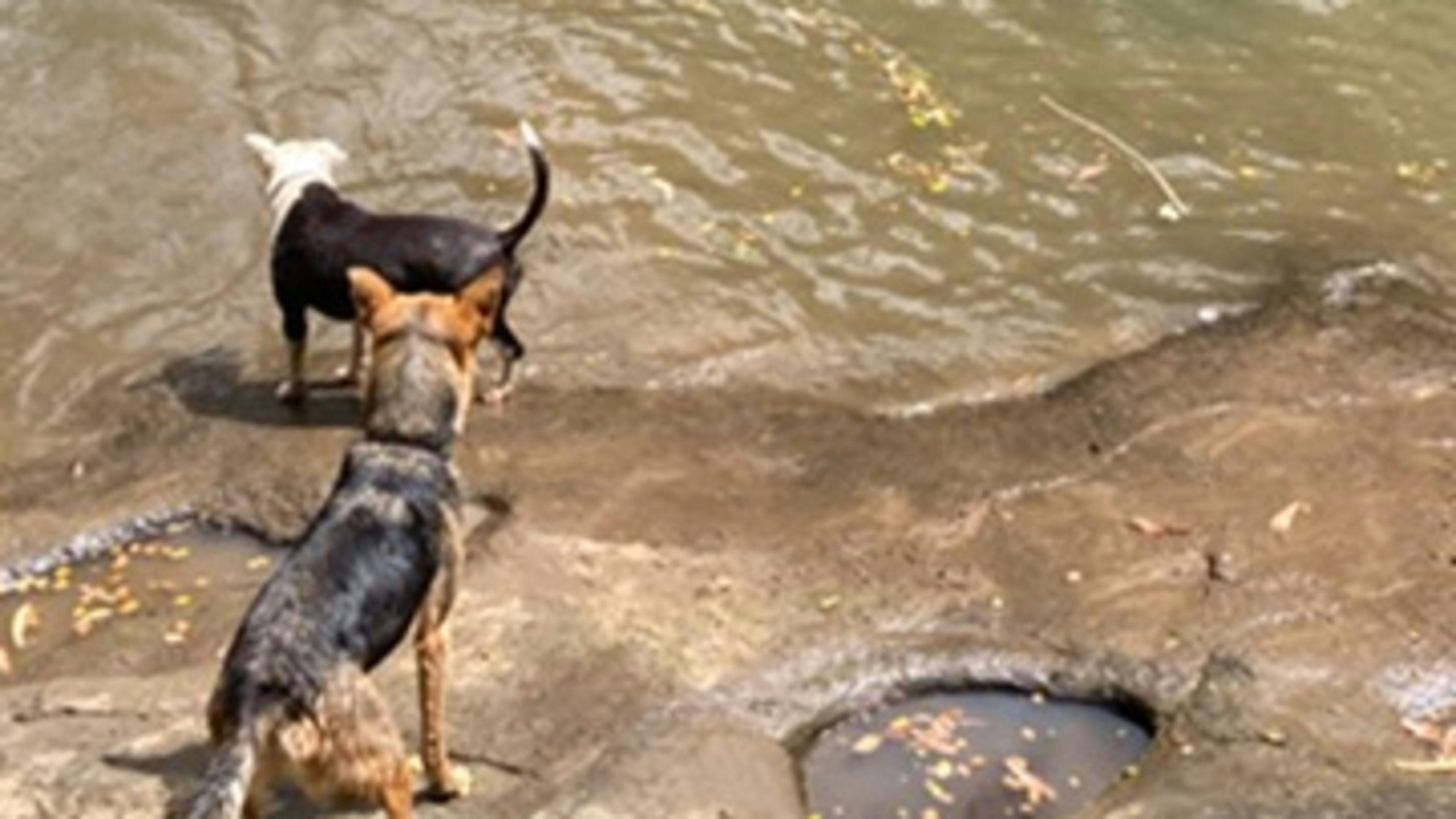 호핑 딕의 은신처
