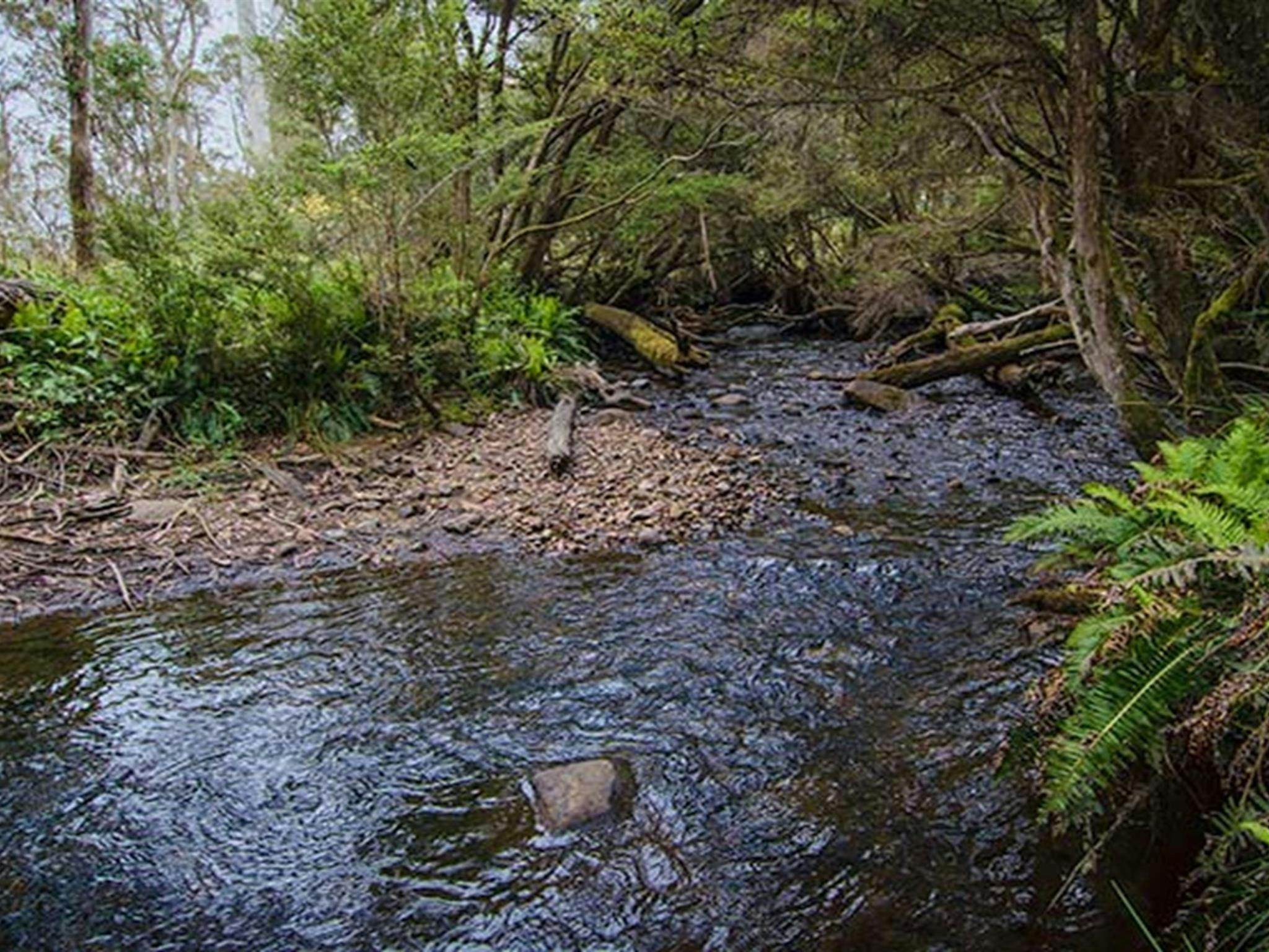 Campingplatz Horse Swamp, Naturschutzgebiet Barrington Tops. Foto: John Spencer/Regierung von New South Wales