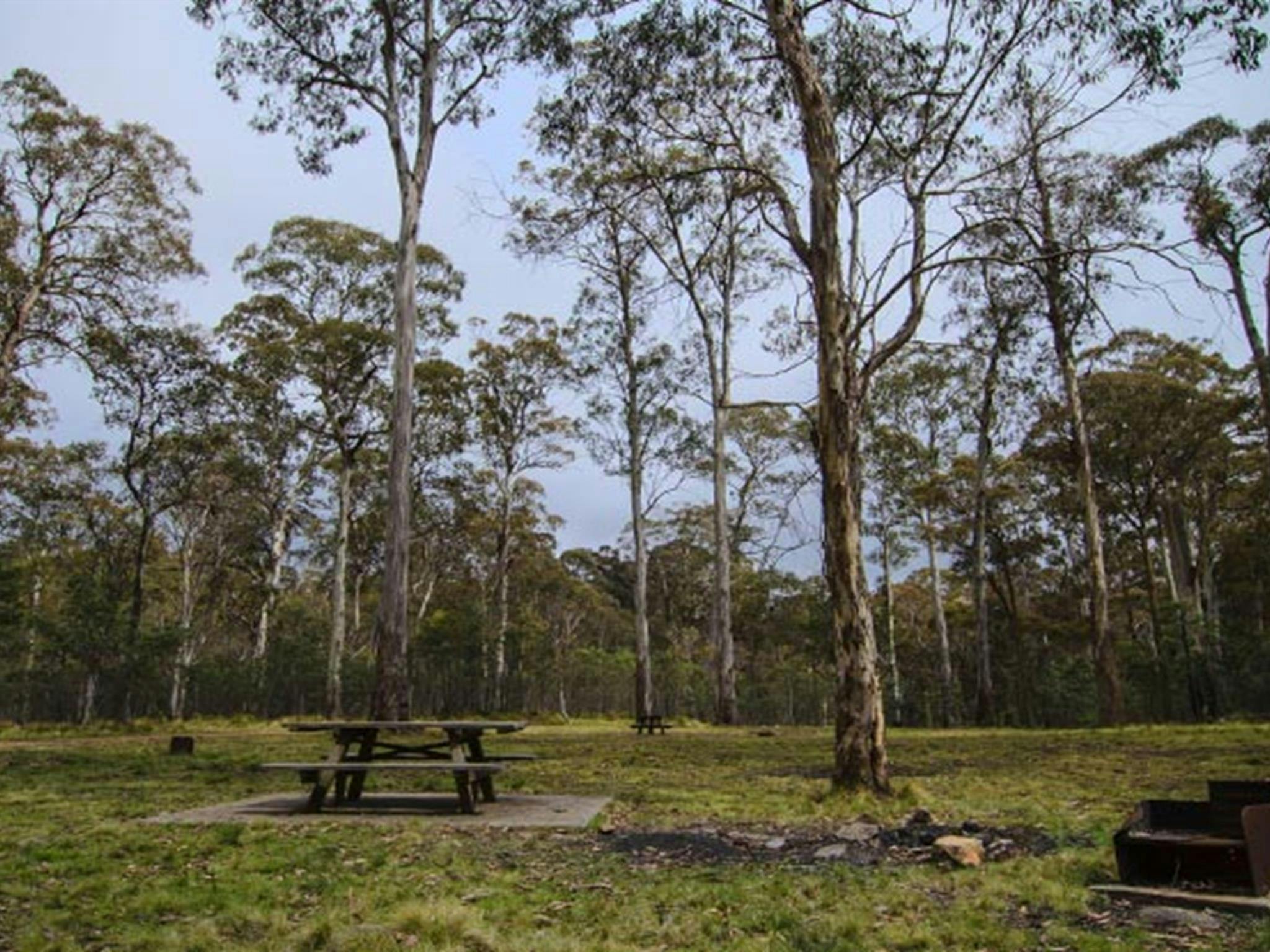 Campingplatz Horse Swamp, Naturschutzgebiet Barrington Tops. Foto: John Spencer/Regierung von New South Wales