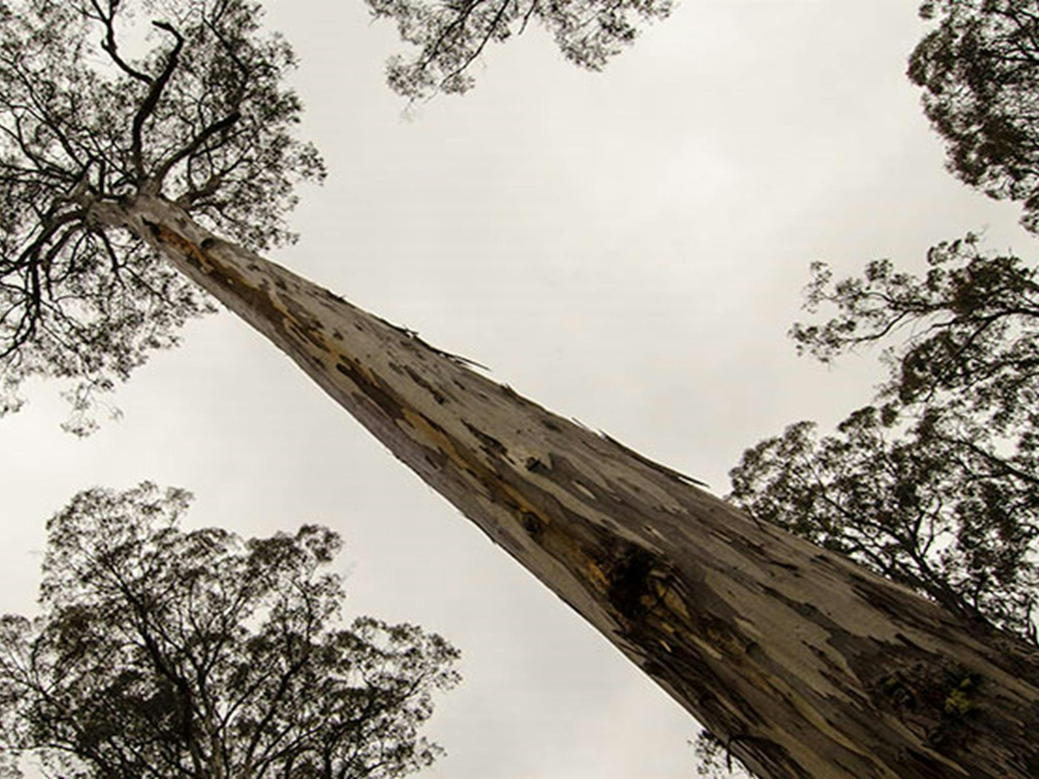Campingplatz Horse Swamp, Naturschutzgebiet Barrington Tops. Foto: John Spencer/Regierung von New South Wales