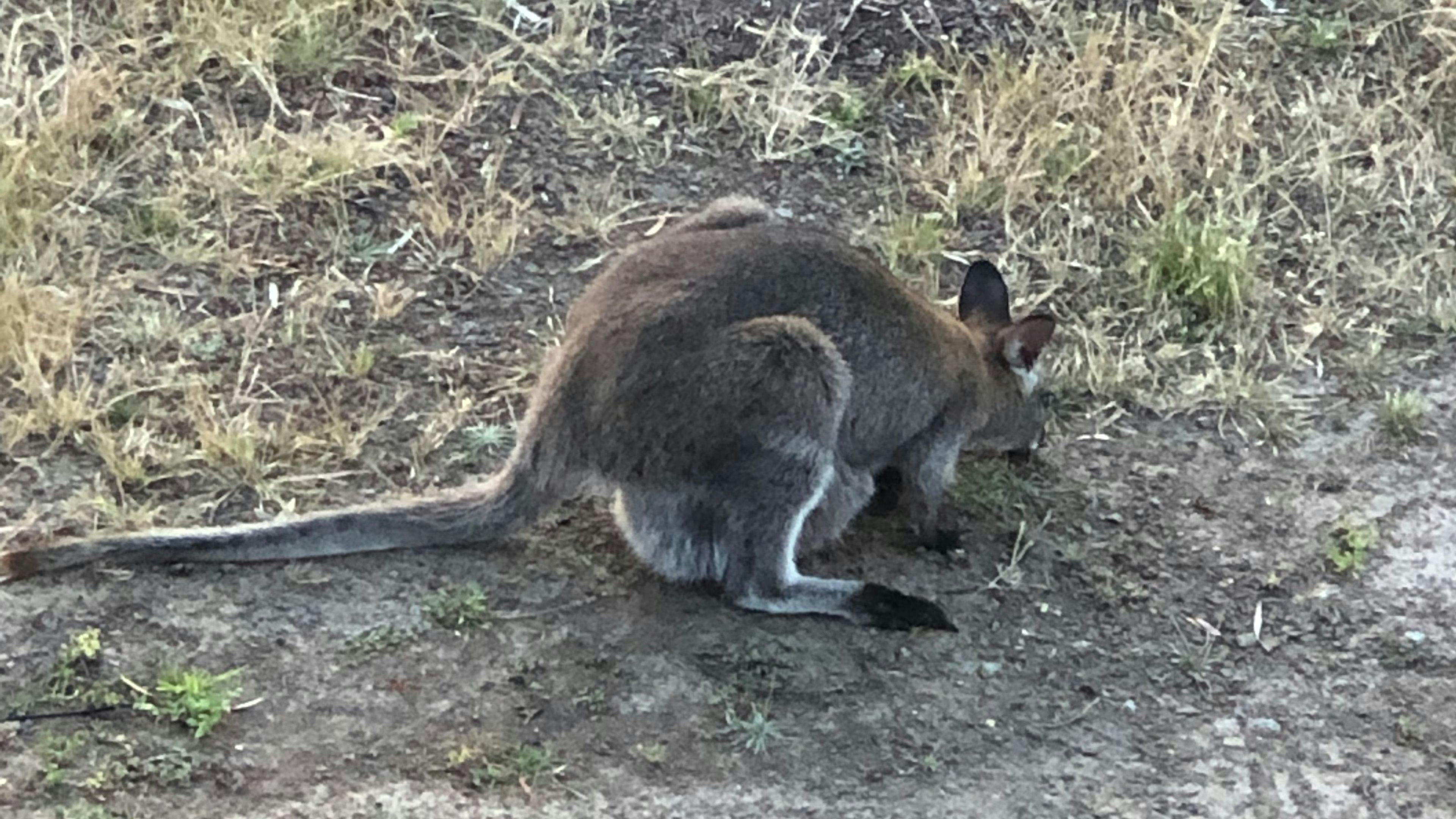 Dodges Ferry Sea Views