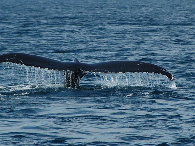 A humpback whale tail fin in ocean waters near Barunguba Montague Island Nature Reserve. Photo:
