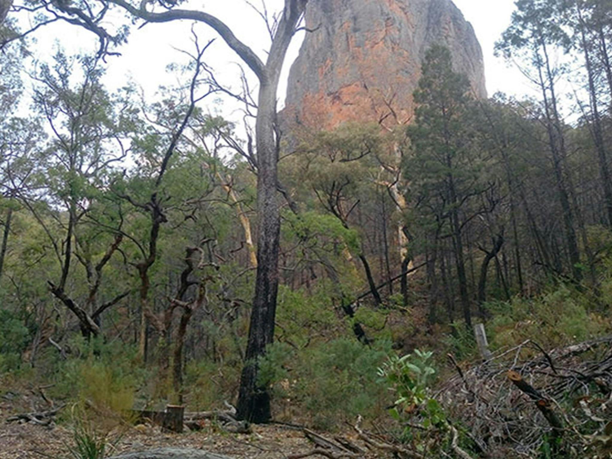 Clearing in forest with partial view of Belougery Spire in the background. Photo: Blake McCarthy