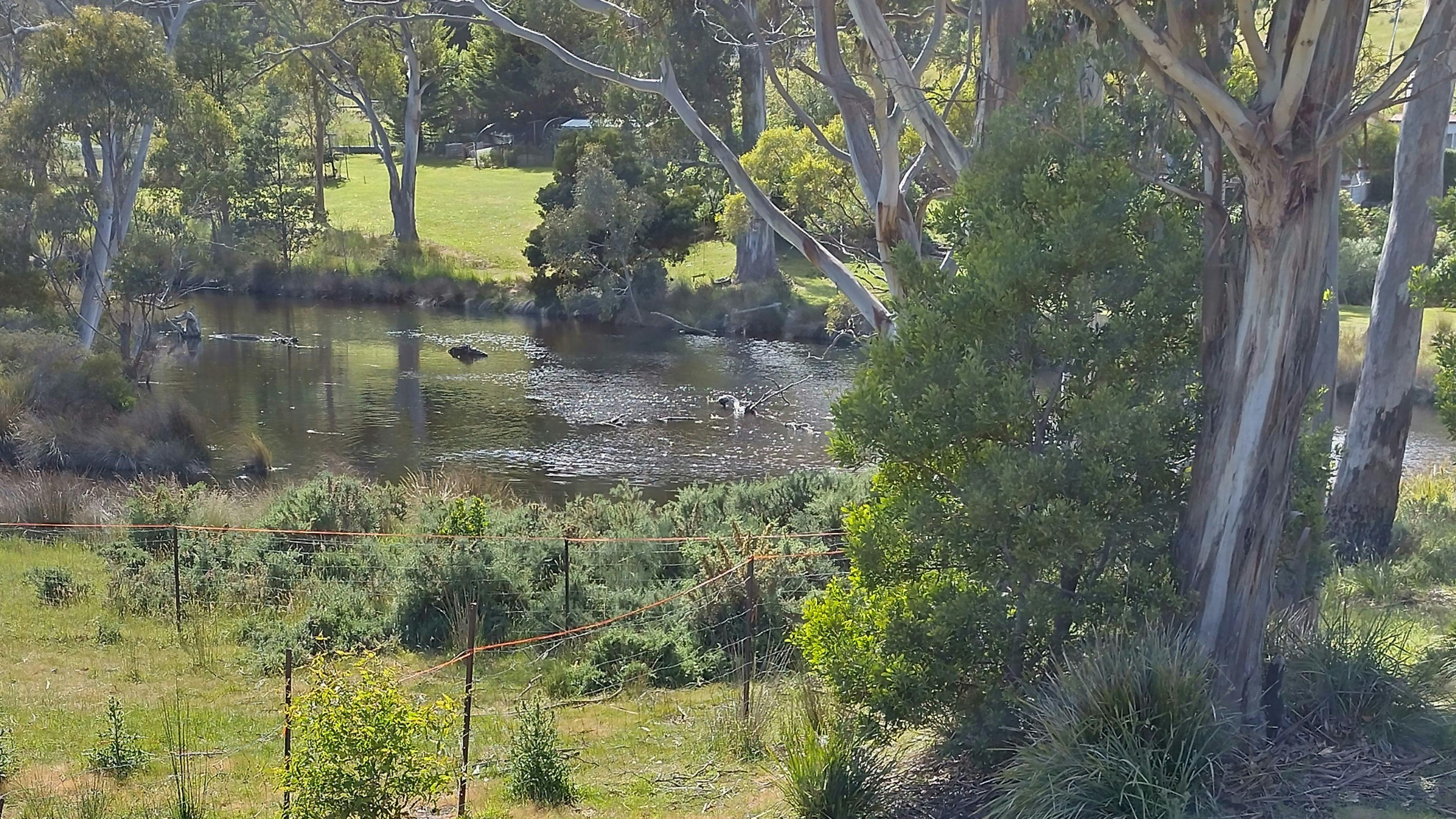 Haskaps Of TAS Camping