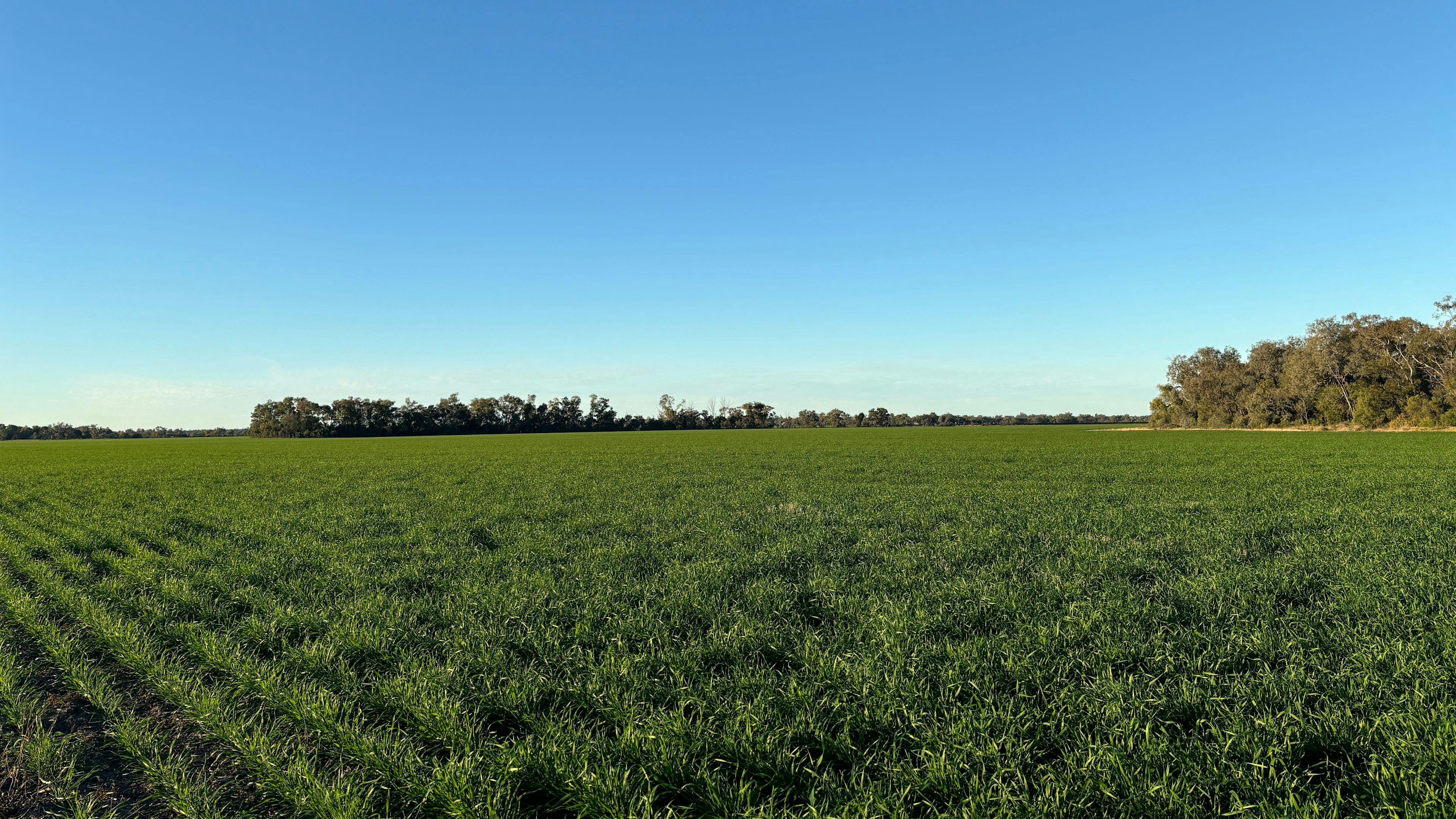 Tarrawingee Farm - Curated Gardens