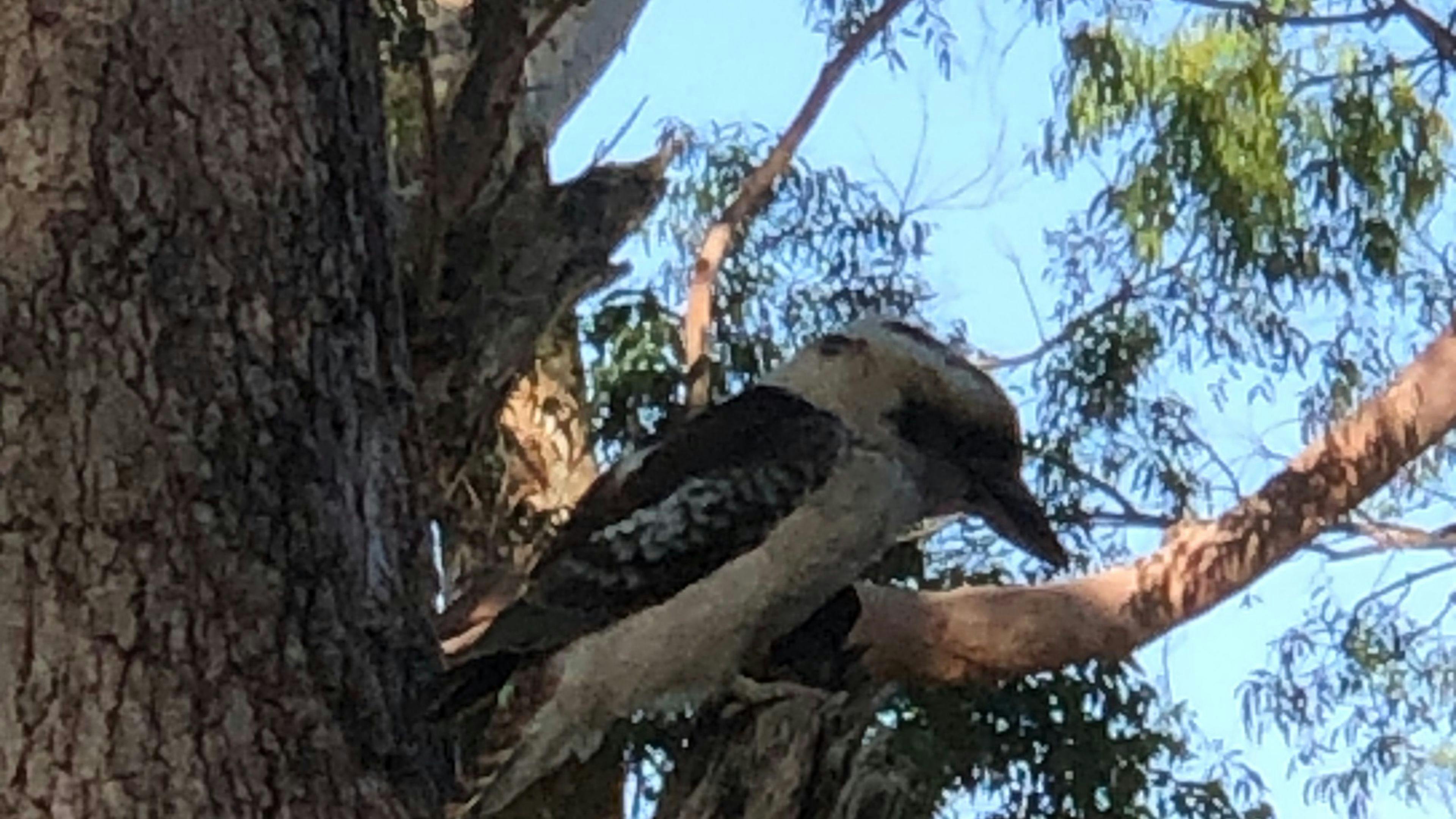 Iggys Haven @ Anna Bay