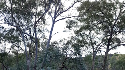 Yass River seclusion