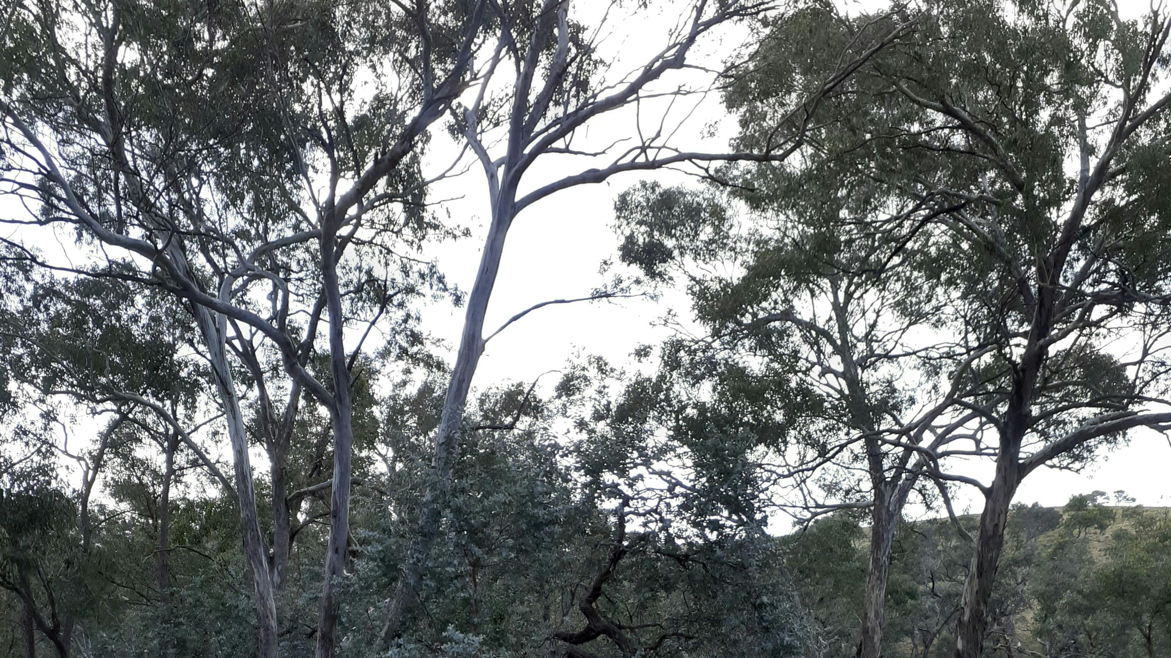 Yass River seclusion