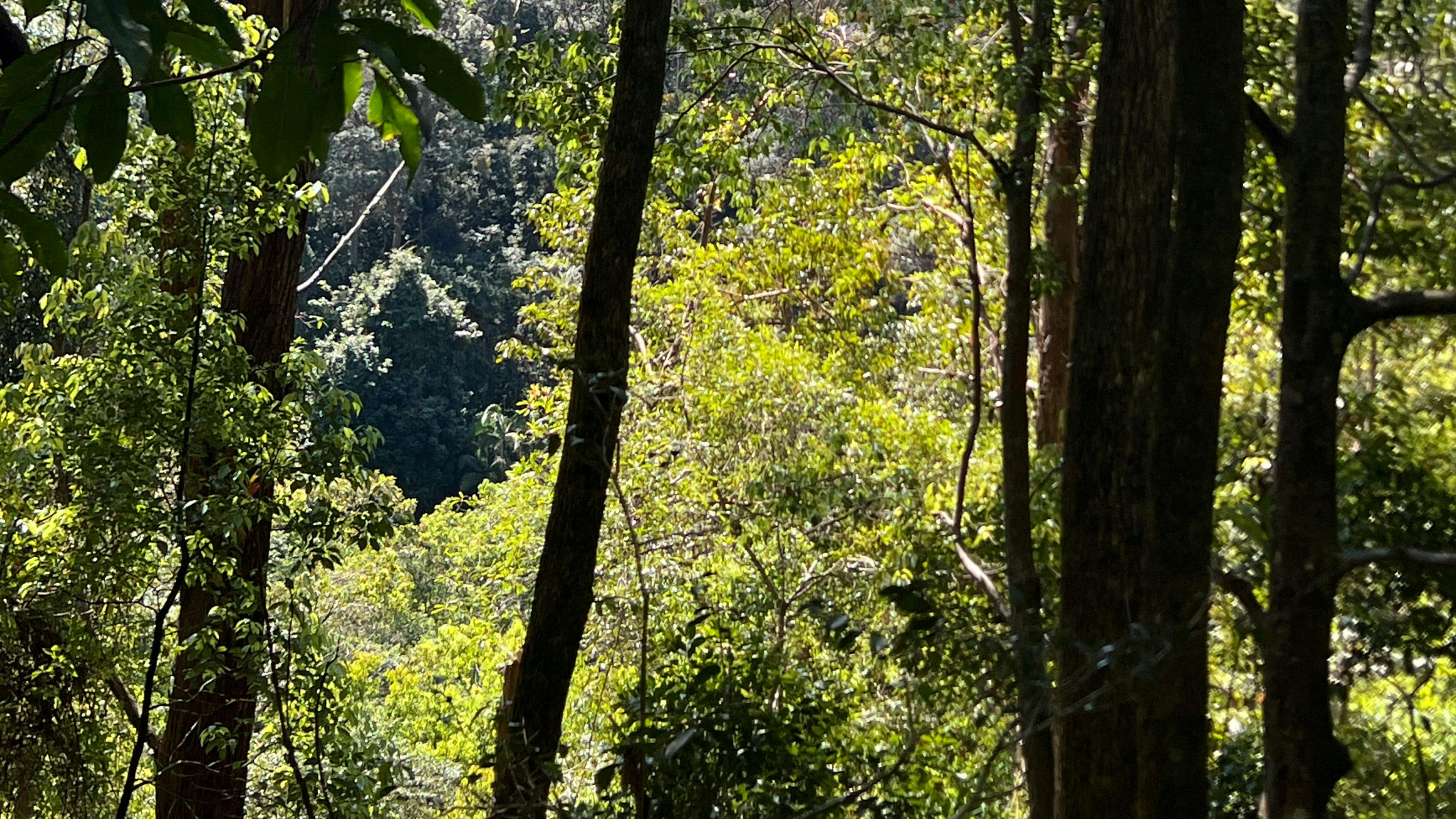 Kinabalu Farm