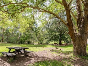 Illoura picnic area, Lane Cove National Park. Photo: John Spencer