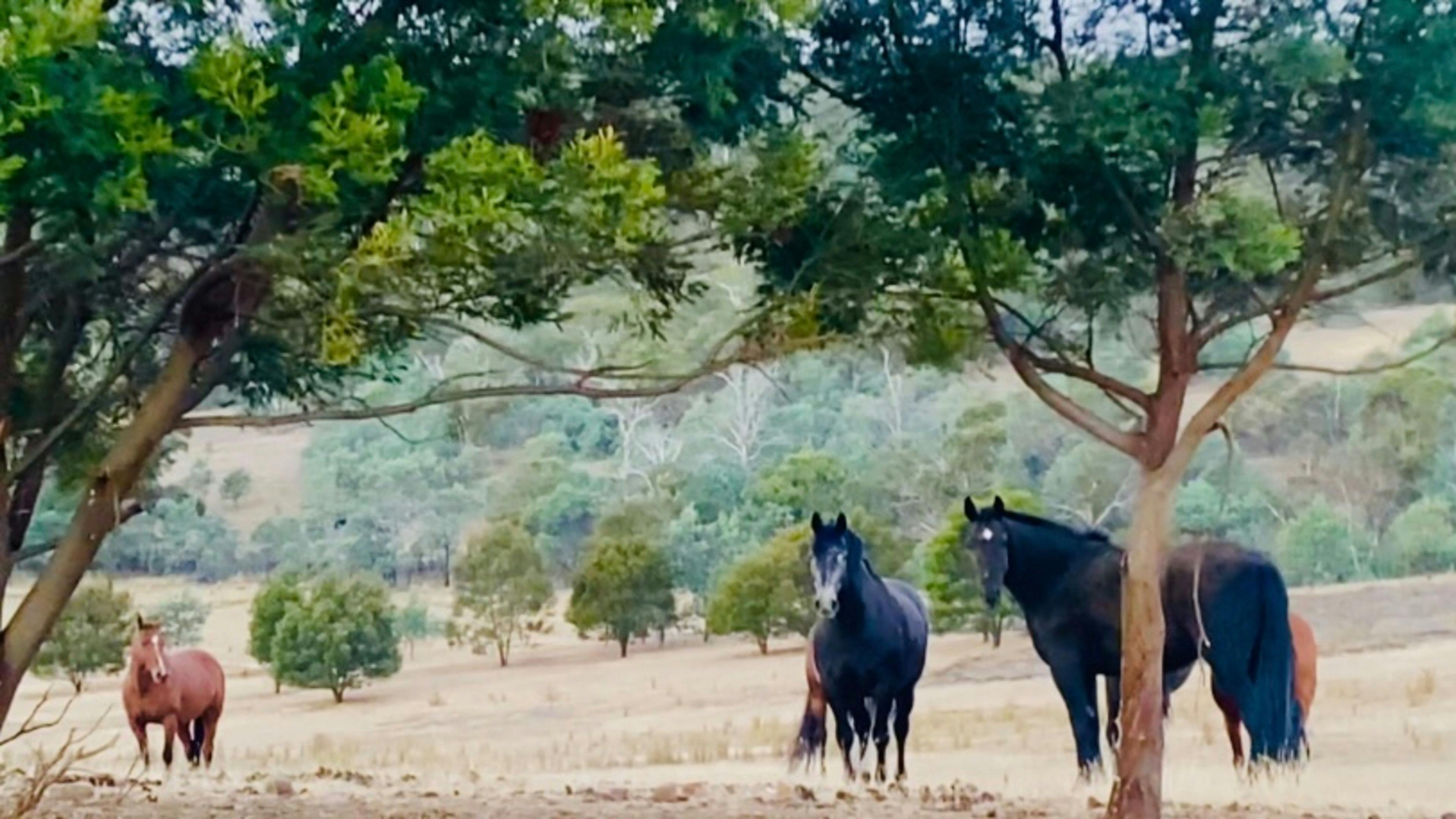 Honeywood Valley Farms