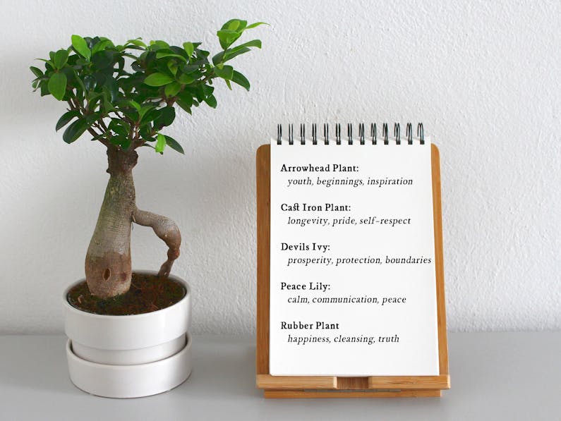 Image of the event 'Indoor Plant Workshop'