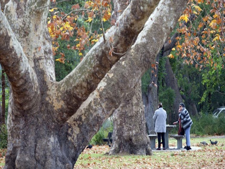 Two people setting up at a picnic table with a tree in the foreground at Ironbark Flat picnic area