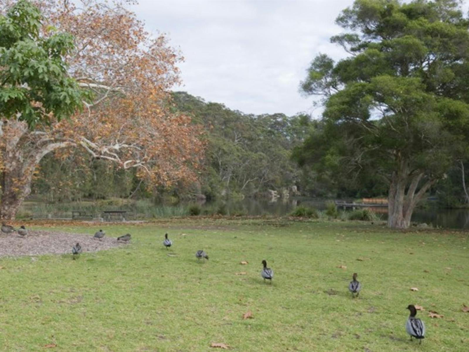 A row of ducks at Ironbark Flat picnic area in Royal National Park. Photo: Nick Cubbin © OEH