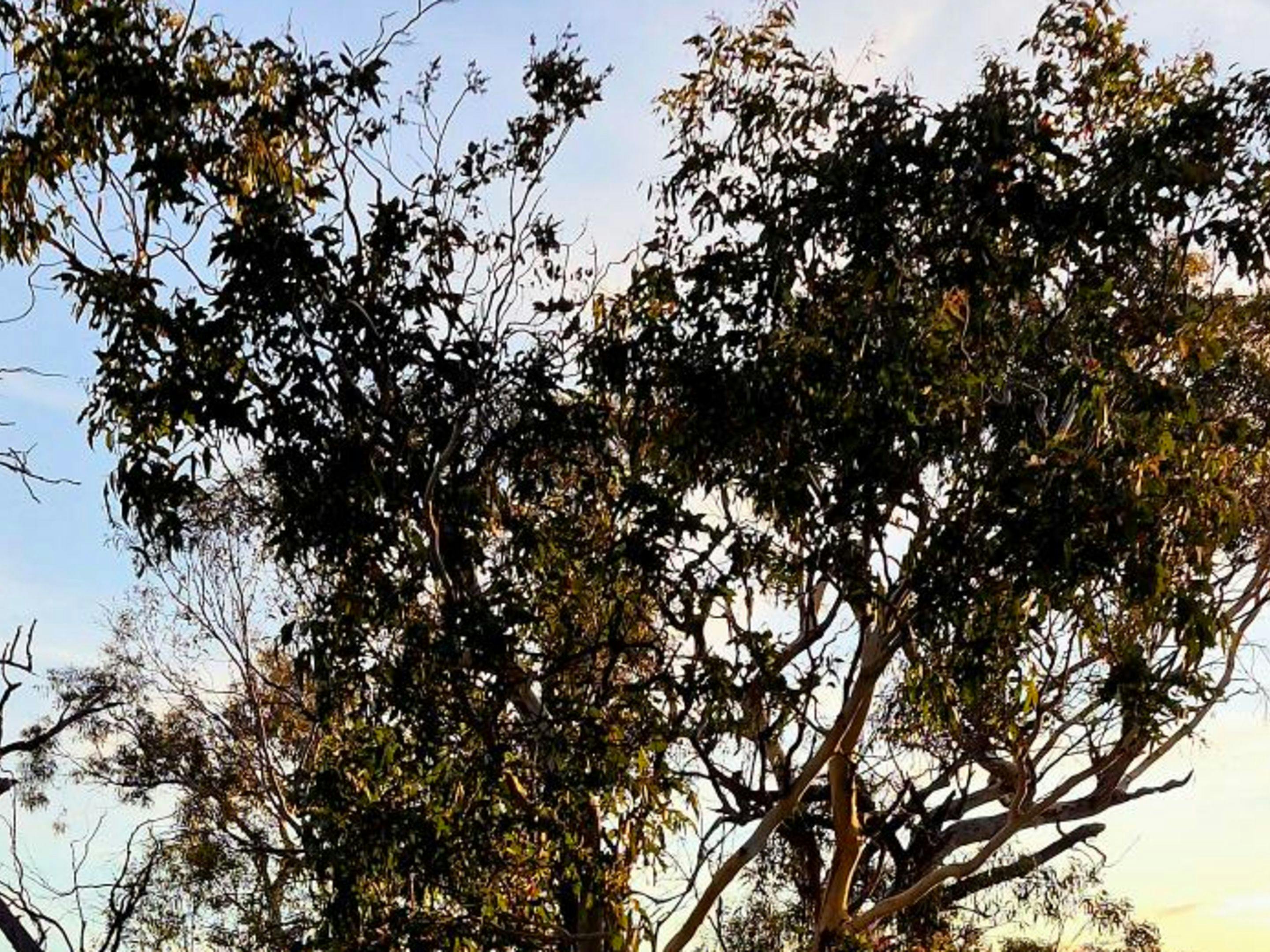 Ironpot Farmstay, Jindabyne