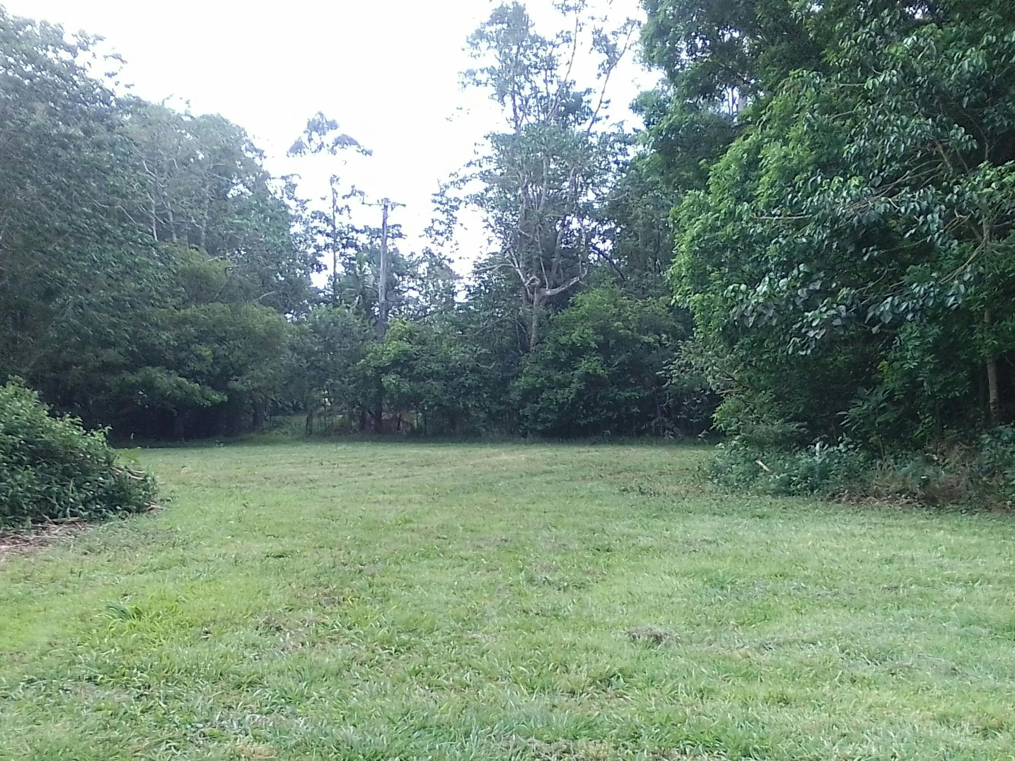 Swampwood