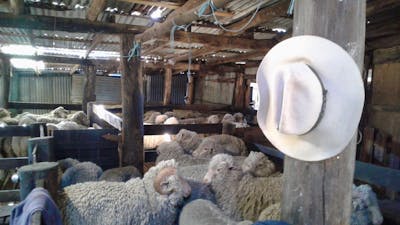 The Yurtfarm