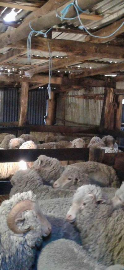 The Yurtfarm