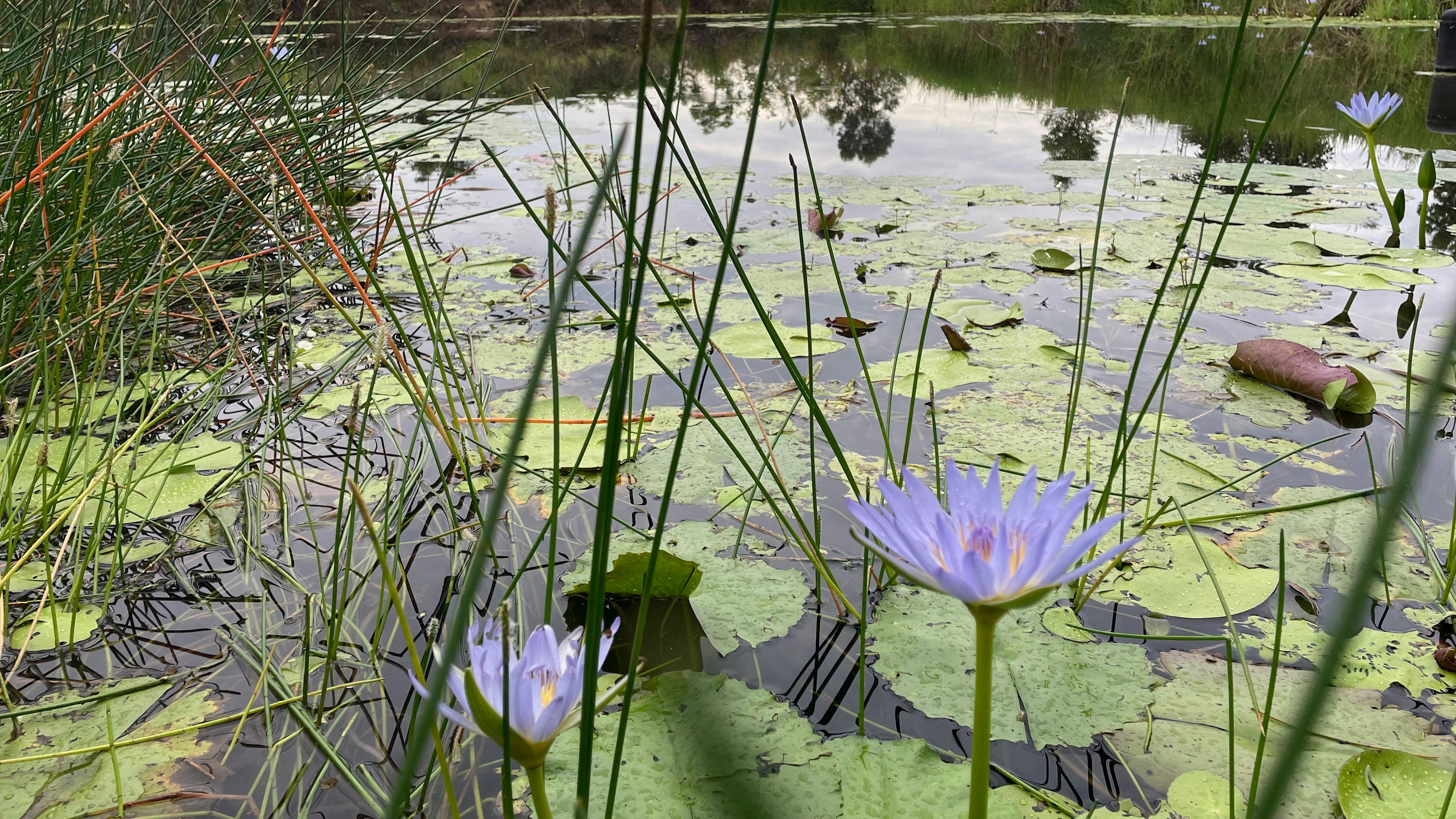 Jacaranda Ridge