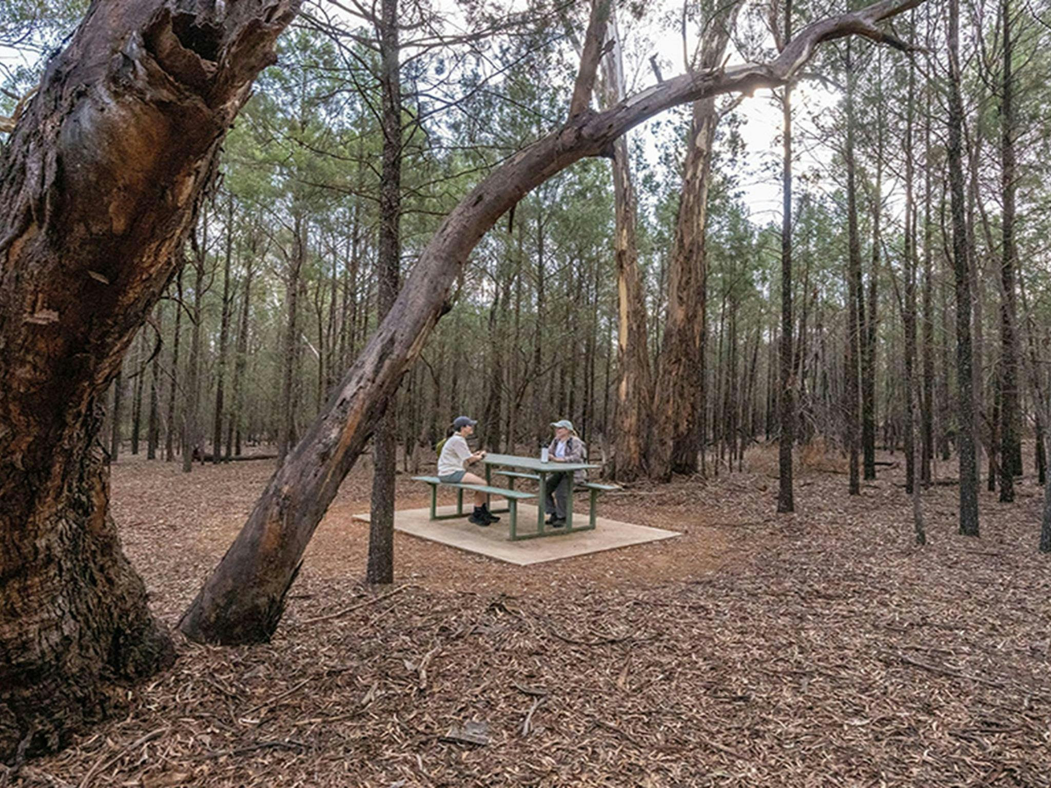 Two friends sit at a shaded picnic table in a forested patch at Jacks Creek picnic area. Credit: