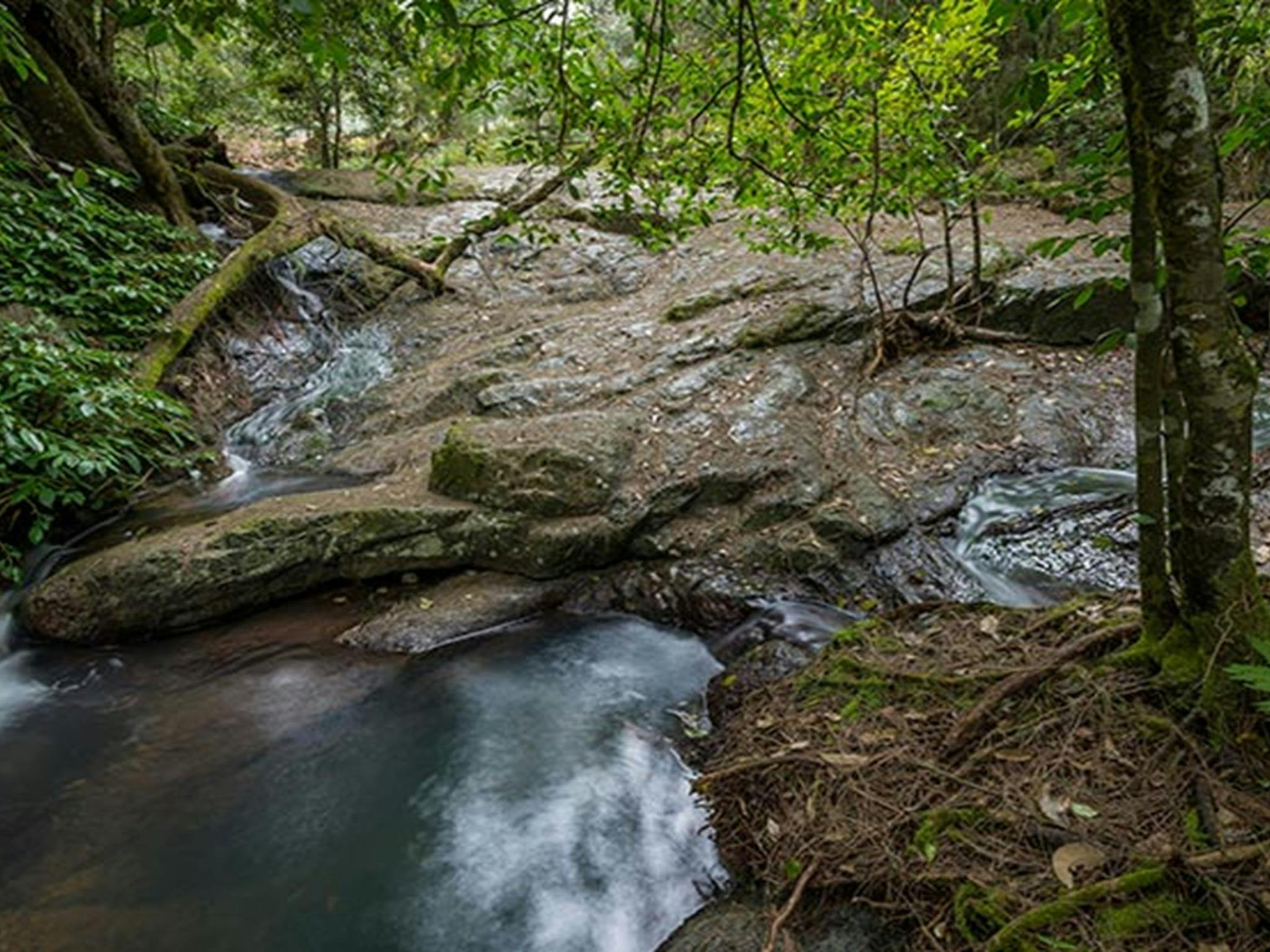 Campingplatz Jacky Barkers, Nowendoc-Nationalpark. Foto: John Spencer/Regierung von New South Wales