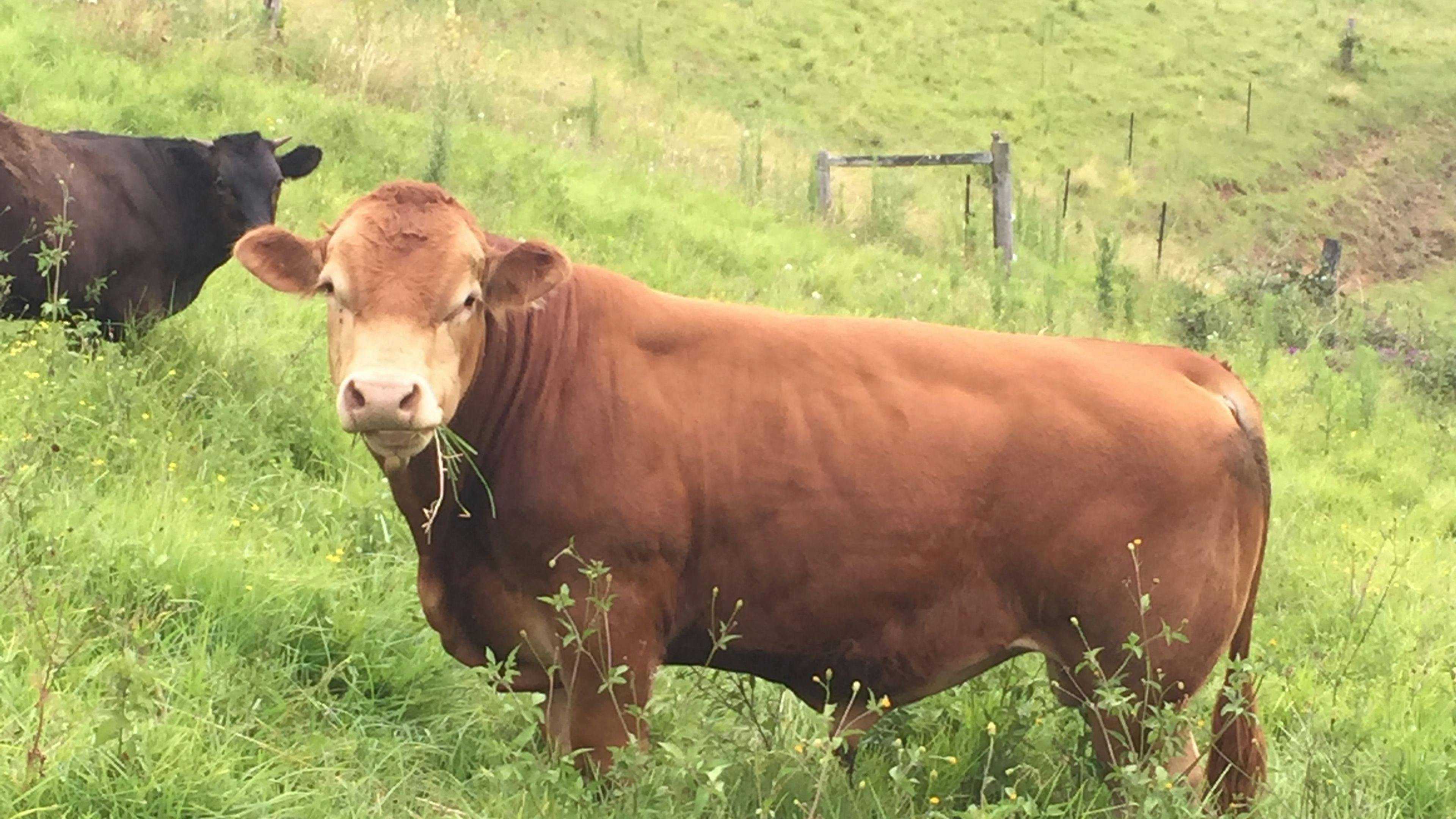 Jamberoo Mountain Farm Camp