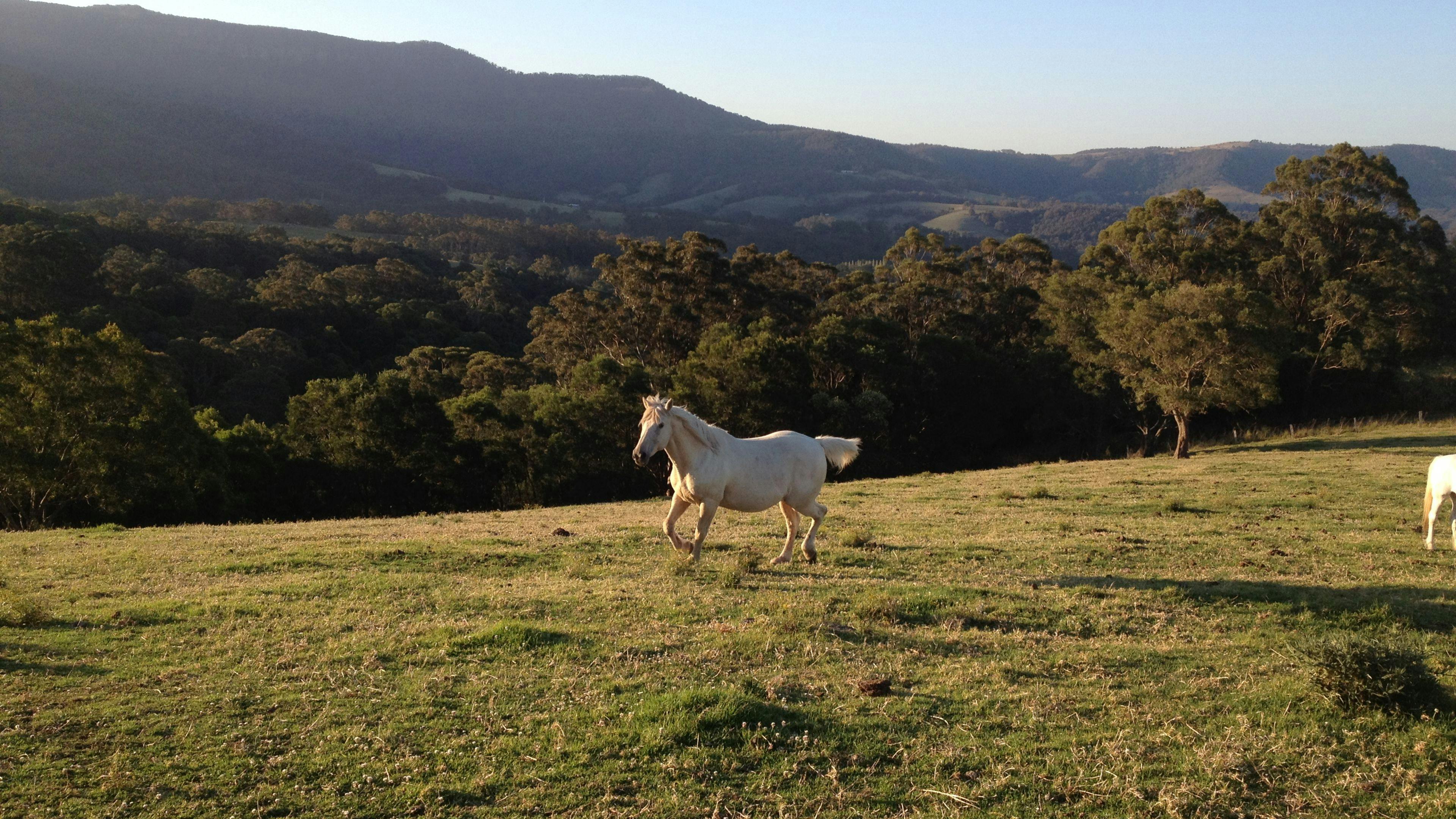 Jamberoo Mountain Farm Camp